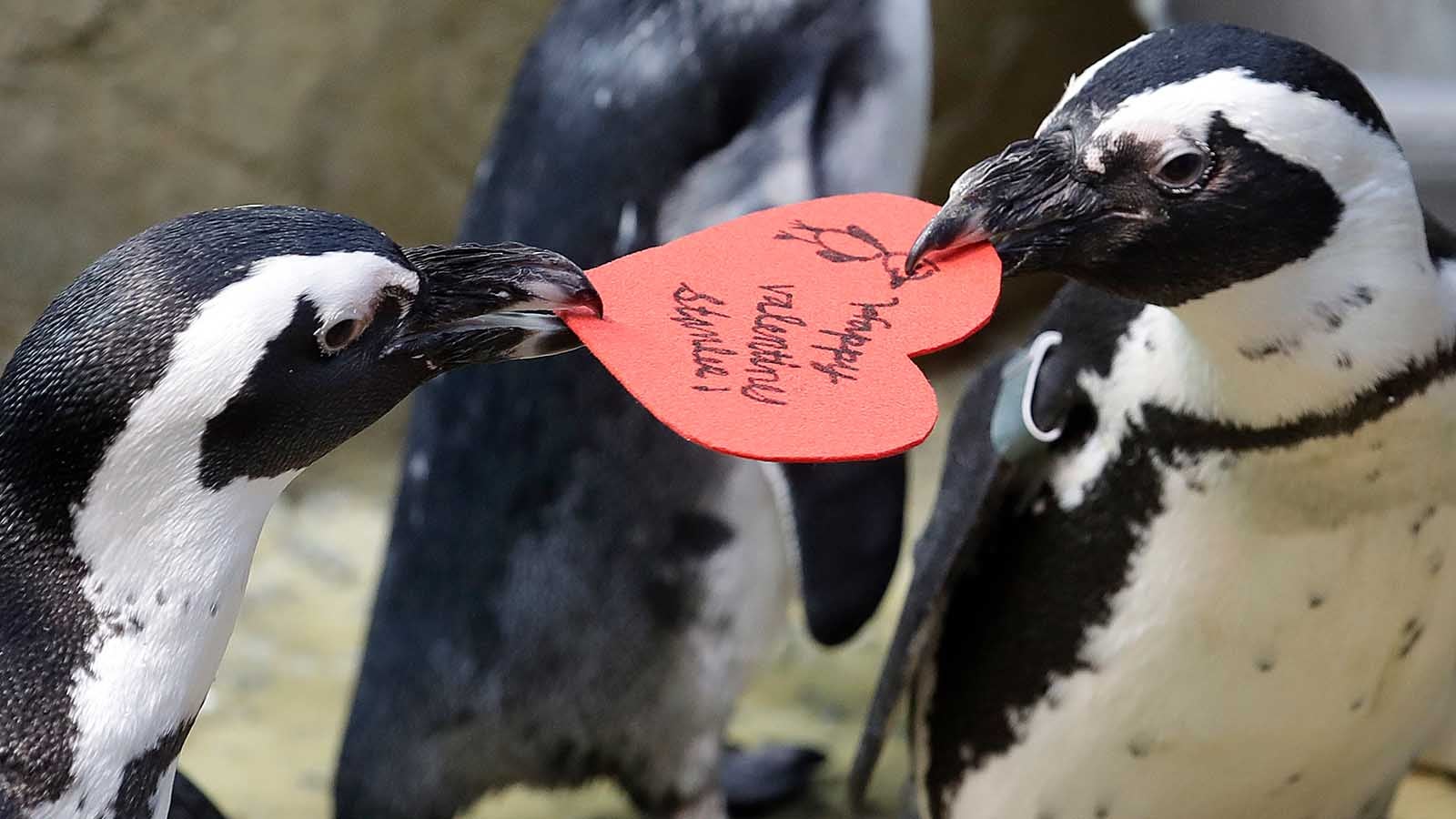 African penguins compete for a heart shaped valentine handed out by aquarium biologist Piper Dwight at the California Academy of Sciences in San Francisco, Tuesday, Feb. 12, 2019. The hearts were handed out to the penguins who naturally use similar material to build nests in the wild. (AP Photo/Jeff Chiu) 