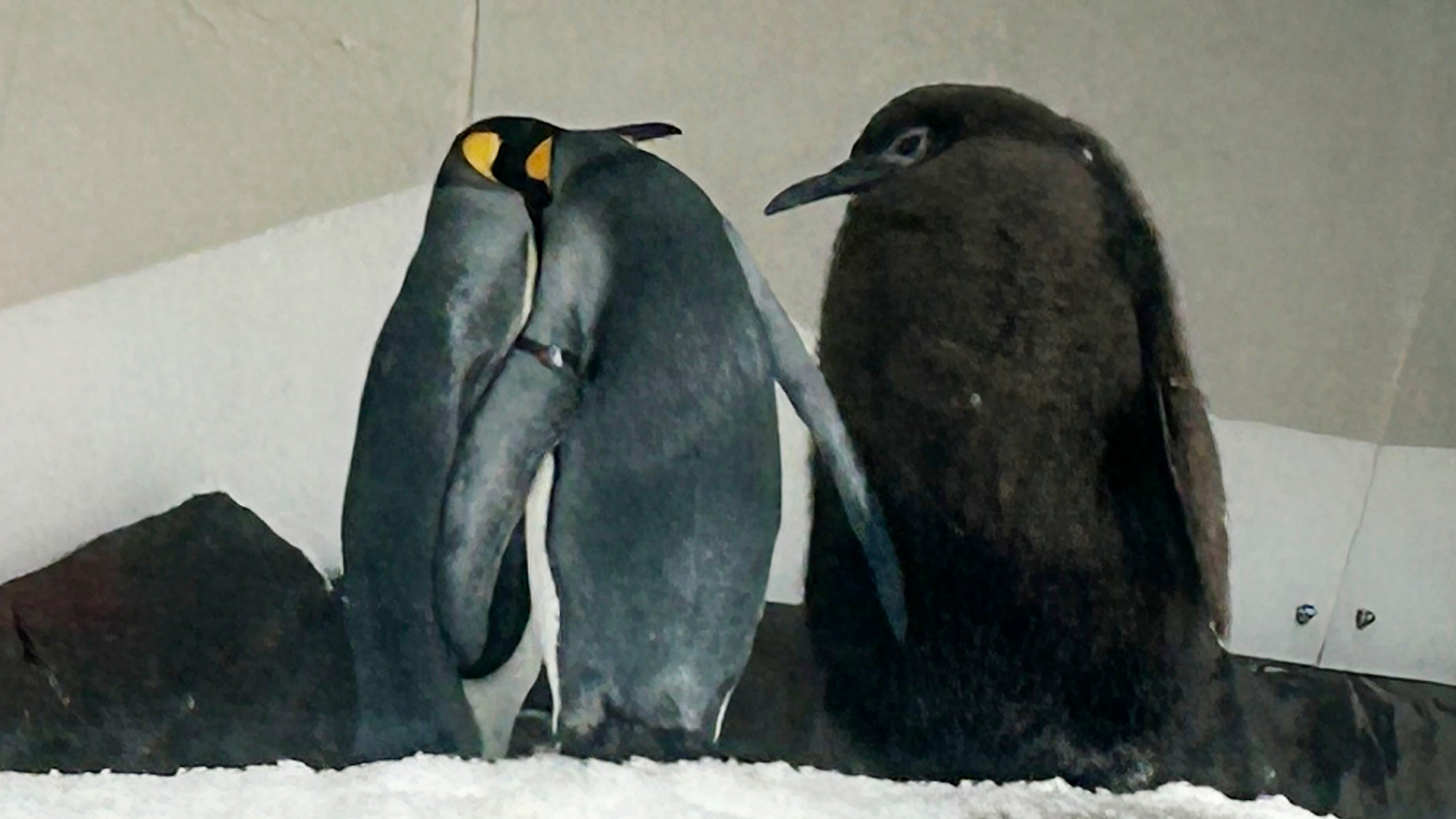 Pesto, rechts, ein riesiges K&ouml;nigspinguink&uuml;ken, das so viel wiegt wie seine beiden Eltern zusammen, mischt sich in seinem Gehege im Sea Life Melbourne Aquarium, Freitag, 20. September 2024, und ist zu einer Ber&uuml;hmtheit in den sozialen Medien und einer Starattraktion im Aquarium geworden. (AP Photo/Rod McGuirk)
