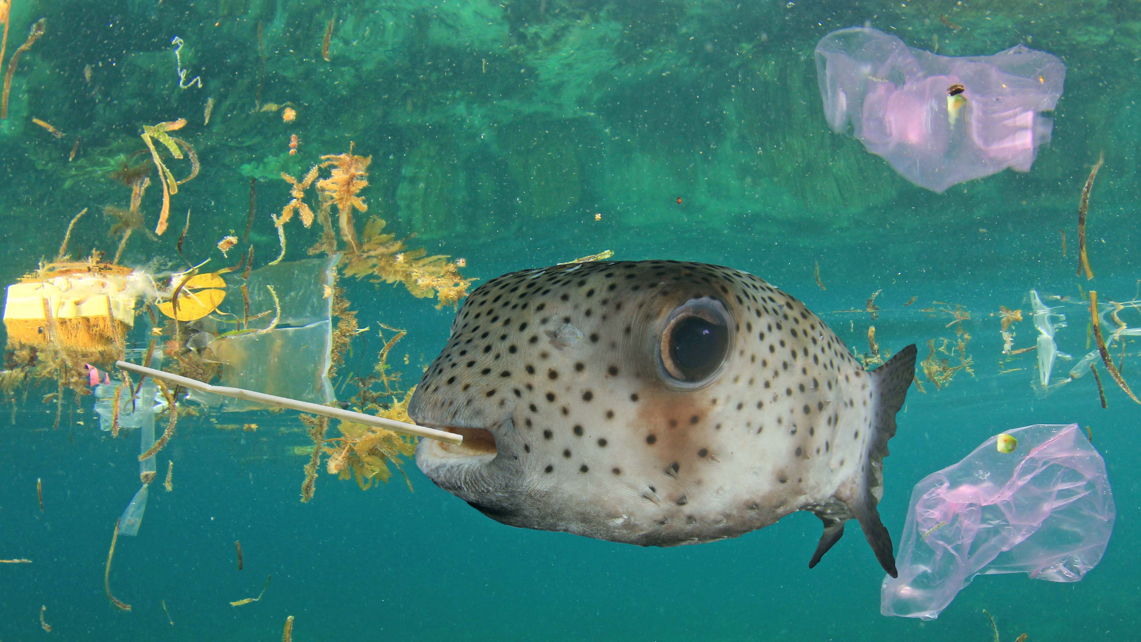 Plastic pollution in ocean and fish eating plastic straw and bag. Microplastics pollute the sea and can contaminate seafood