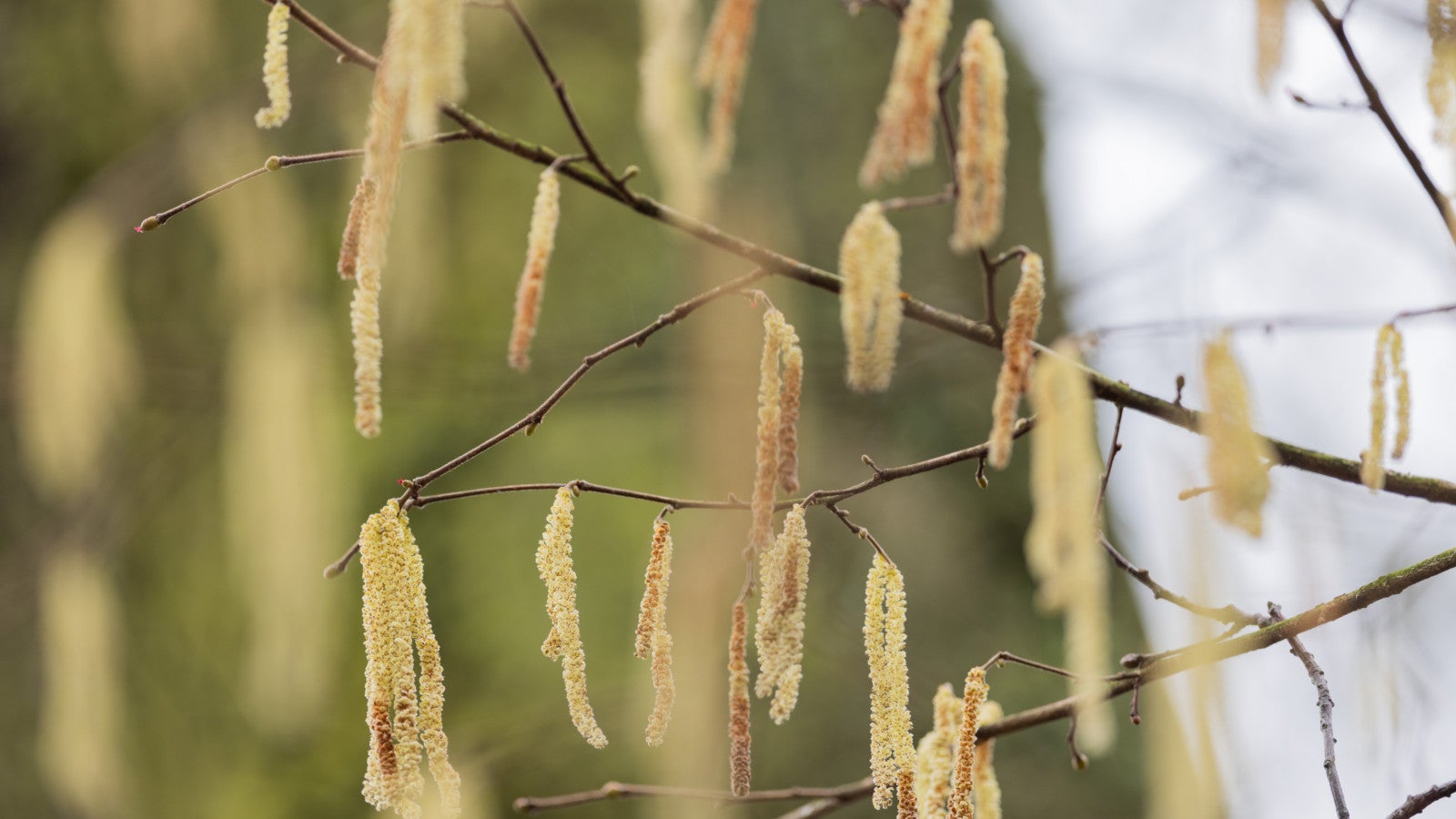 Bl&uuml;tenst&auml;nde sind an einer Erle im Stadtwald zu sehen. Die Bl&uuml;tenst&auml;nde l&ouml;sen bei Allergikern Allergien, unter anderem Heuschnupfen, hervor. Foto: Rolf Vennenbernd/dpa