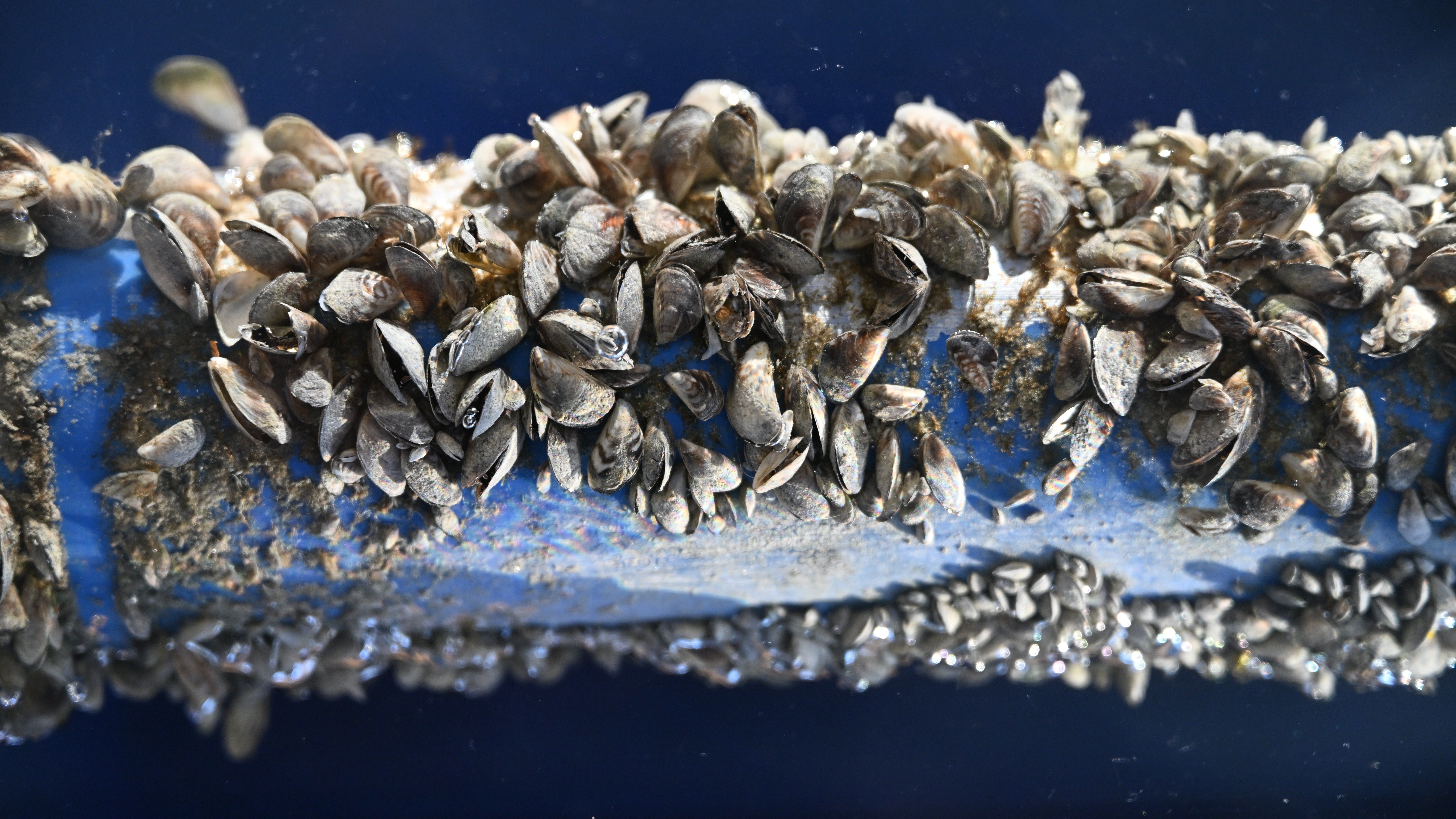 17.12.2024, Baden-W&uuml;rttemberg, &Uuml;berlingen Am Bodensee: Ein in Kunstharz gegossenes Exponat beinhaltet ein Rohr, das mit Quagga-Muscheln befallen ist. Das Exponat des Zweckverbands Wasserversorgung Bodensee ist ein Anschauungsst&uuml;ck, um den Befall von Quagga-Muscheln deutlich zu machen. (Felix K&auml;stle/dpa)