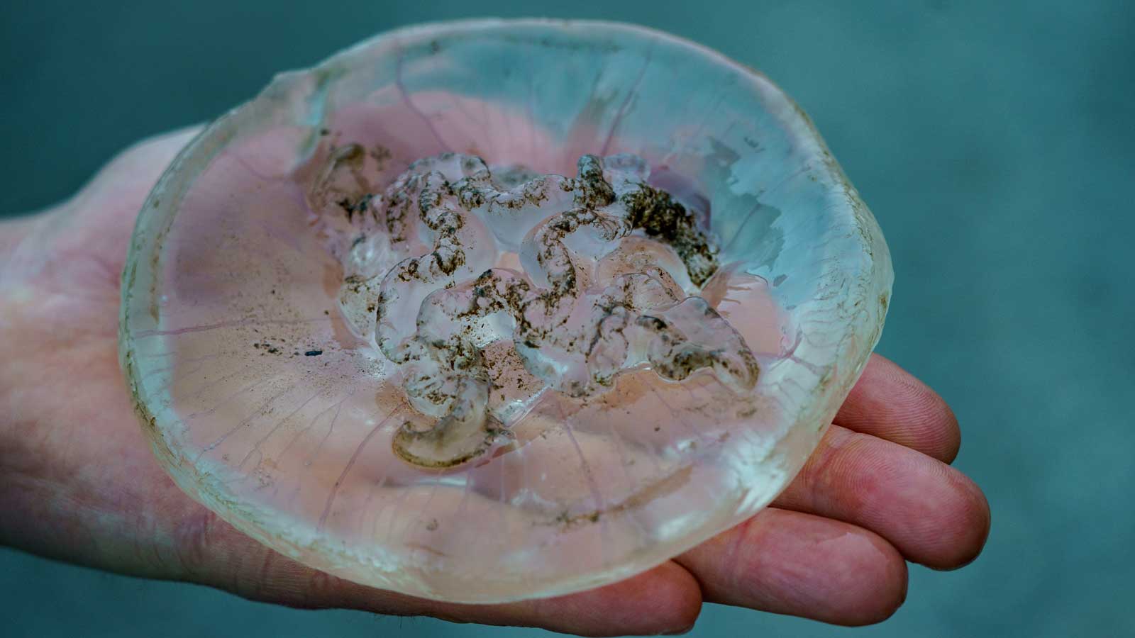 09.07.2021, Schleswig-Holstein, Kiel: Ein Mann h&auml;lt am Ufer der Kieler F&ouml;rde eine Qualle in der Hand. Das Vorkommen von Quallen am Ostseestrand nimmt zu, Forscher arbeiten an einer Vorhersage-App f&uuml;r das Quallen-Vorkommen. Foto: Axel Heimken/dpa +++ dpa-Bildfunk +++
