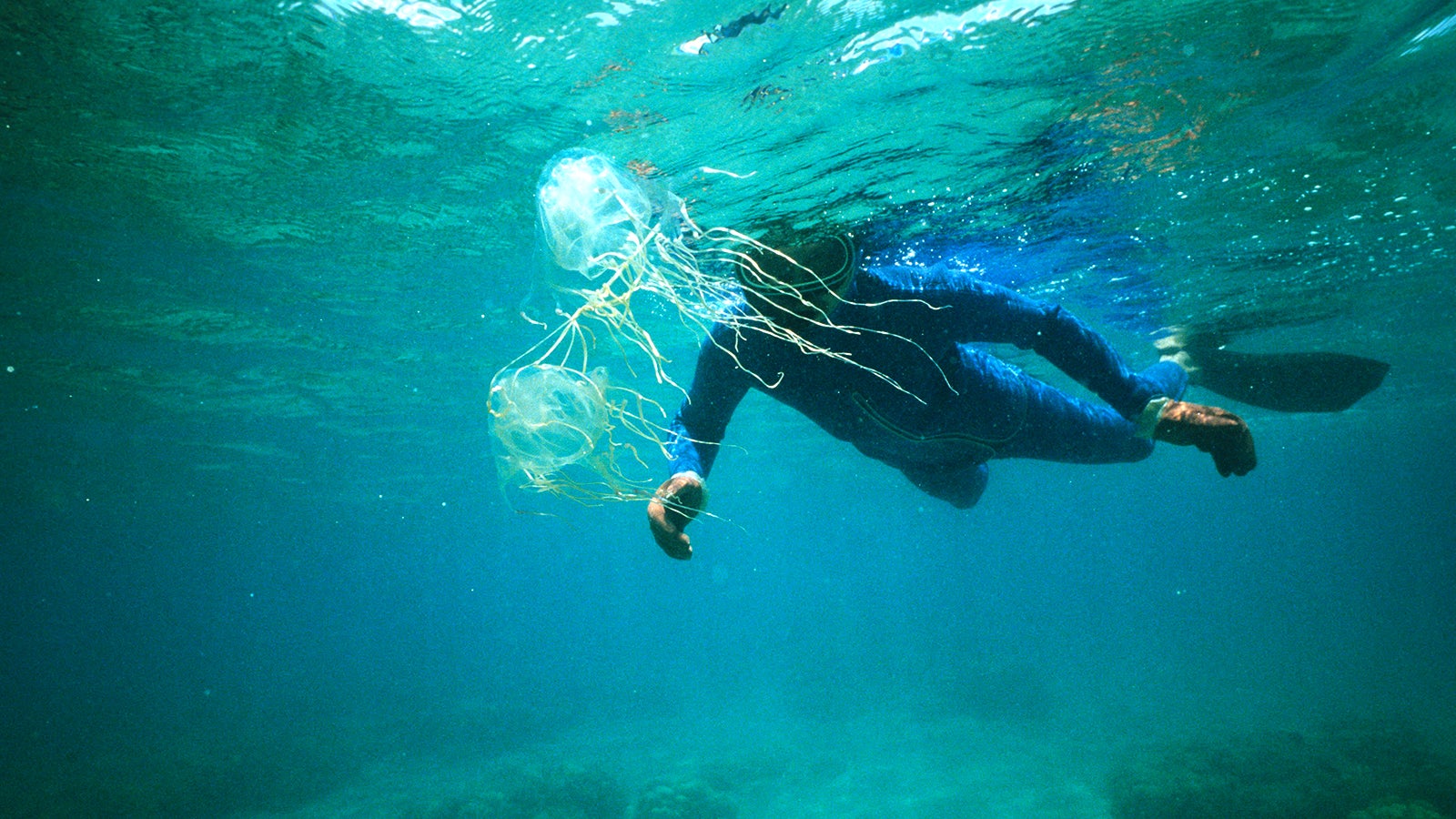 Box jellyfish Chironex fleckeri and protected swimmer PUBLICATIONxINxGERxSUIxAUTxHUNxONLY 961_13_bcp00152Box Jellyfish   and Protected swimmer PUBLICATIONxINxGERxSUIxAUTxHUNxONLY 961_13_bcp00152