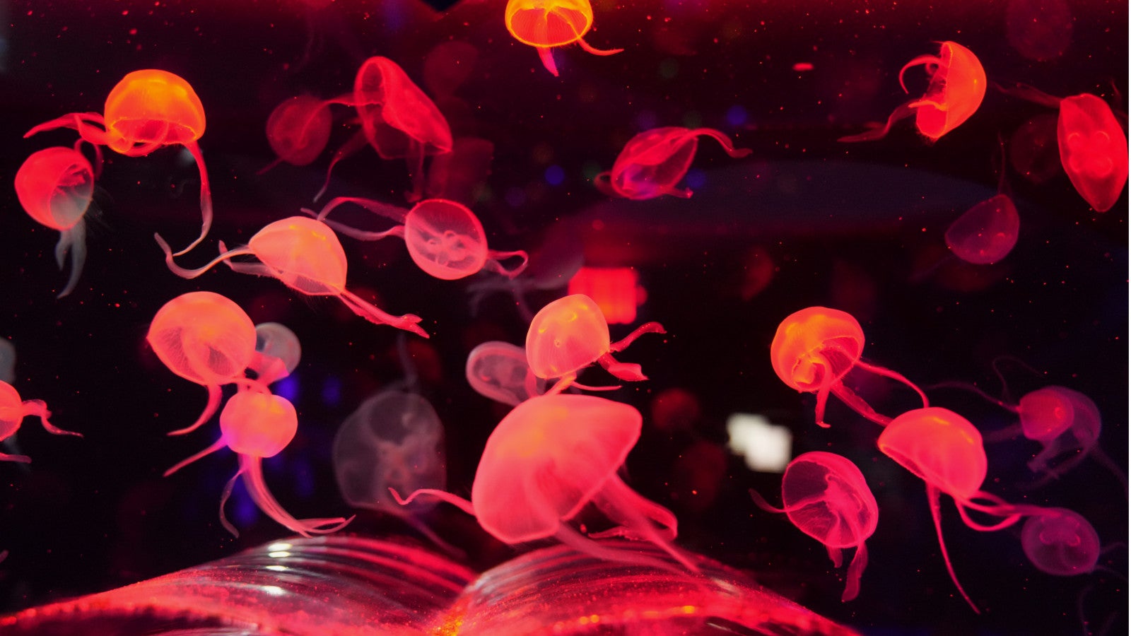 Quallen im Jellyfish Museum in Florida (AP Photo/Lynne Sladky)
