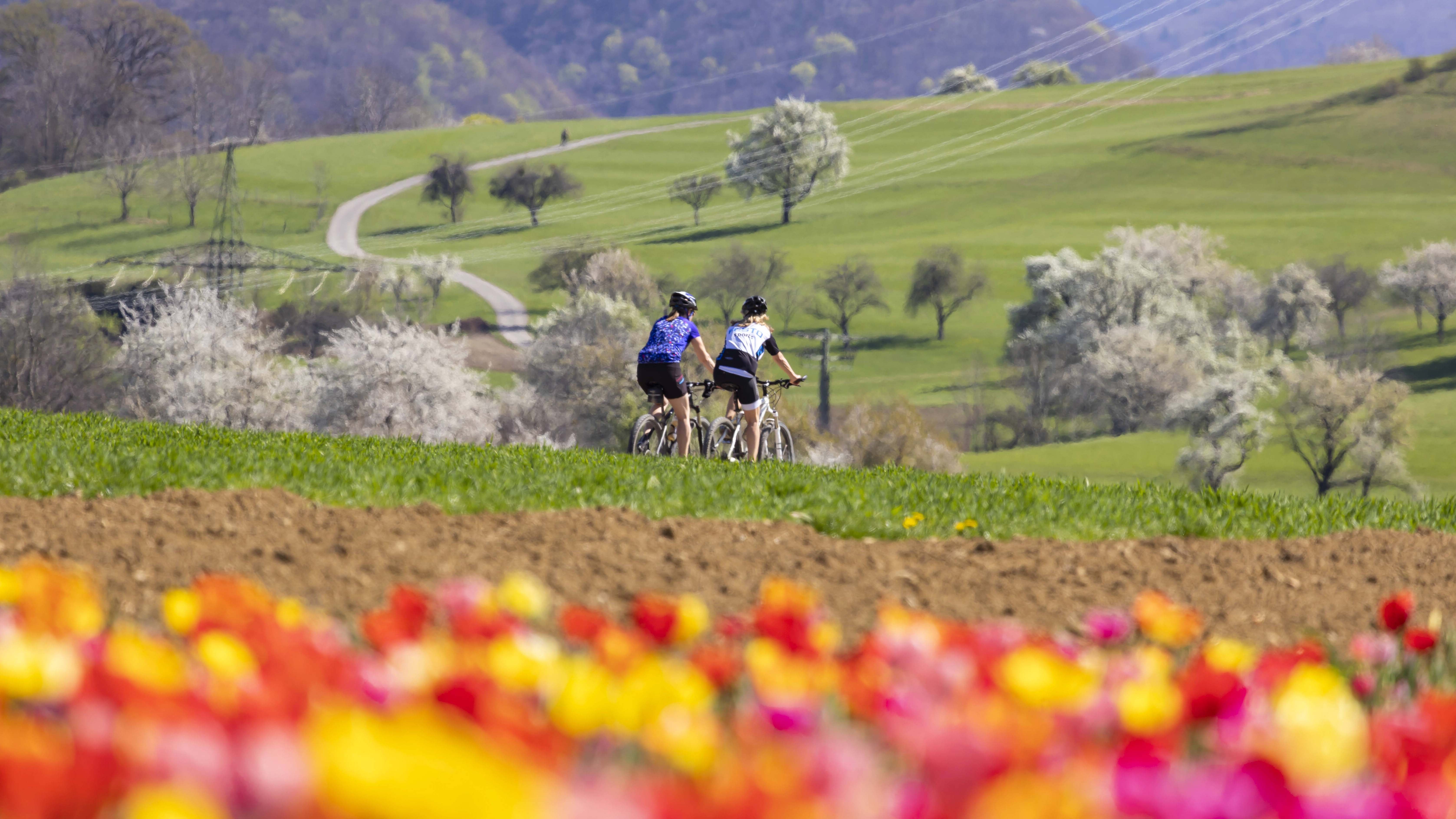 DEU, Deutschland, Baden-W&cedil;rttemberg, Owen, 12.04.2020: Radtour bei Owen am Fuﬂe der Schw&permil;bischen Alb. Streuobstwiesen im Fr&cedil;hjahr. Apfelbaum, Kirschbaum, Birnbaum zeigen sich in voller Bl&cedil;te. *** DEU, Germany, Baden W&cedil;rttemberg, Owen, 12 04 2020 Cycle tour near Owen at the foot of the Swabian Alb Orchards in spring Apple, cherry and pear trees are in full bloom