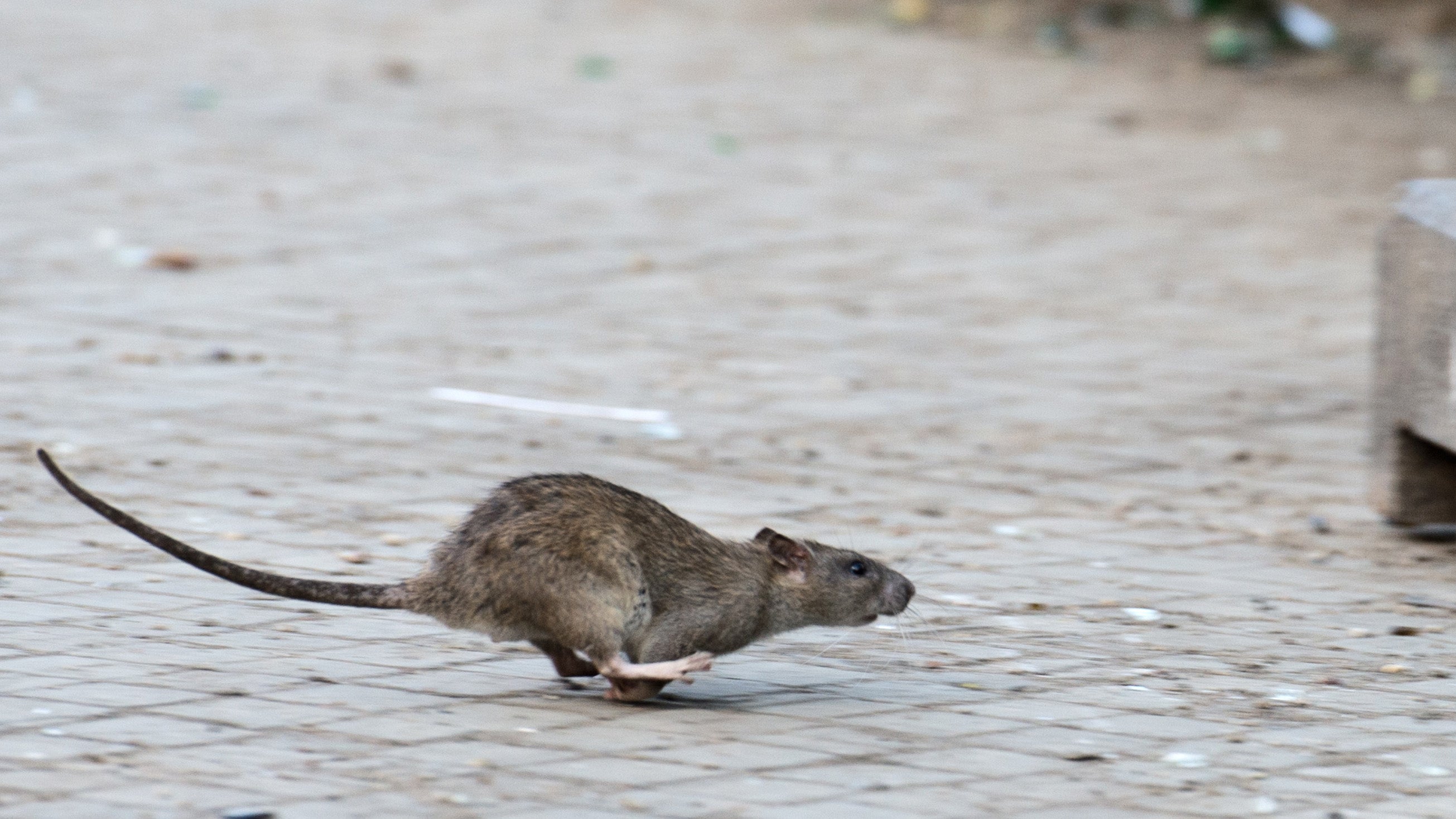 ARCHIV - 08.04.2014, Berlin: Eine Ratte l&auml;uft, aufgeschreckt durch die Aufr&auml;umabeiten der Stadtreinigung. In gro&szlig;en St&auml;dten f&uuml;hlen sich Ratten wohl, vor allem an Fl&uuml;ssen und Kan&auml;len.  Mit speziellen K&ouml;derboxen in der Kanalisation ist die Stadt Stuttgart Ratten auf der Spur. (zu dpa: &laquo;Kot im Kanal - Den Stadtratten auf der Spur&raquo;) Foto: Bernd von Jutrczenka/dpa +++ dpa-Bildfunk +++