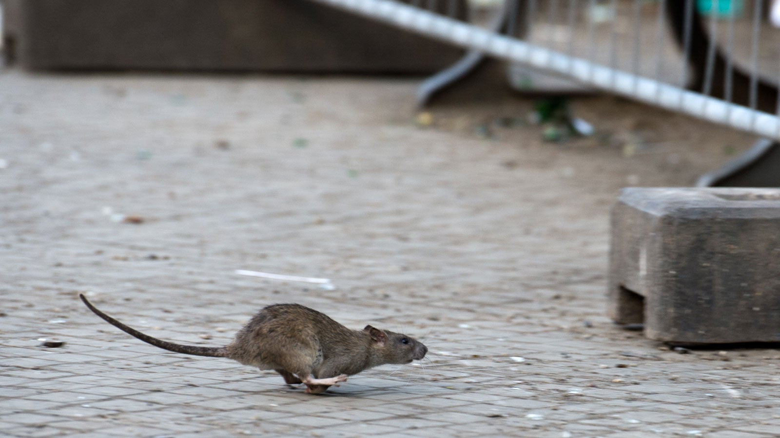 ARCHIV - 08.04.2014, Berlin: Eine Ratte l&auml;uft, aufgeschreckt durch die Aufr&auml;umabeiten der Stadtreinigung, &uuml;ber den Gehweg. Ratten bereiten rheinland-pf&auml;lzischen St&auml;dten Probleme. Mainz, Trier, Koblenz und Kaiserslautern halten die Nager mit gezielten Bek&auml;mpfungsma&szlig;nahmen wirksam in Schach, wie eine Umfrage der Deutschen Presse-Agentur zeigt. Foto: Bernd von Jutrczenka/dpa +++ dpa-Bildfunk +++