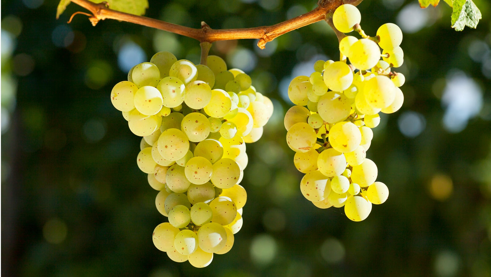 Close-up of a bunch of grapes for white winde in a vineyard