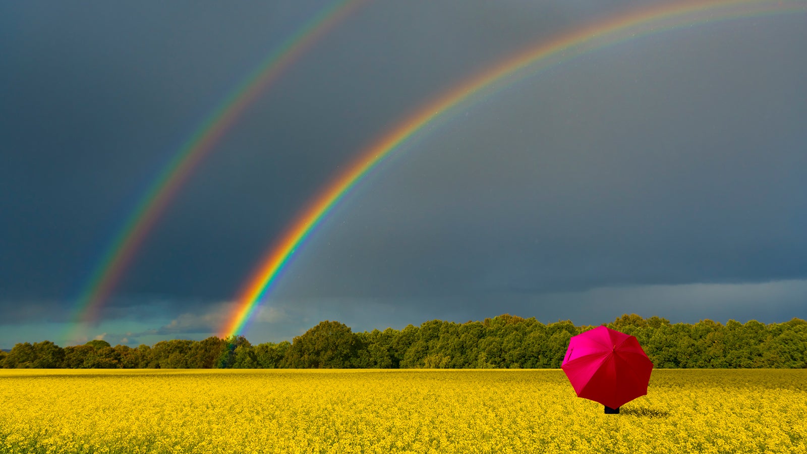 Ripening of rape fields are common agriculture scene in Europe, these plants are being grown basically for bio-fuel as a green and alternative source of energy