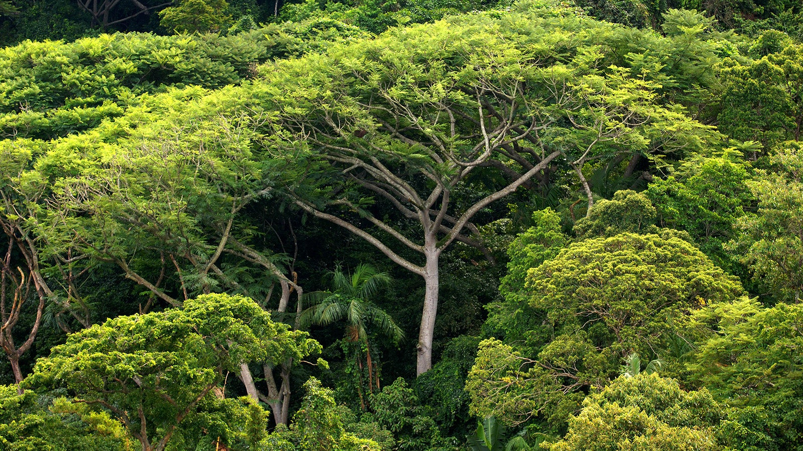 ARCHIV - 05.01.2006, Brasilien, Sao Paulo: Dichter Atlantischer Regenwald auf der Insel do Cardoso. Die Vereinten Nationen haben 2022 die Wichtigkeit der W&auml;lder im Kampf gegen den Klimawandel unterstrichen. (zu dpa &laquo;UN-Bericht:&nbsp;W&auml;lder mitentscheidend im Kampf gegen Klimawandel&raquo;) Foto: Ralf Hirschberger/dpa-Zentralbild/dpa +++ dpa-Bildfunk +++