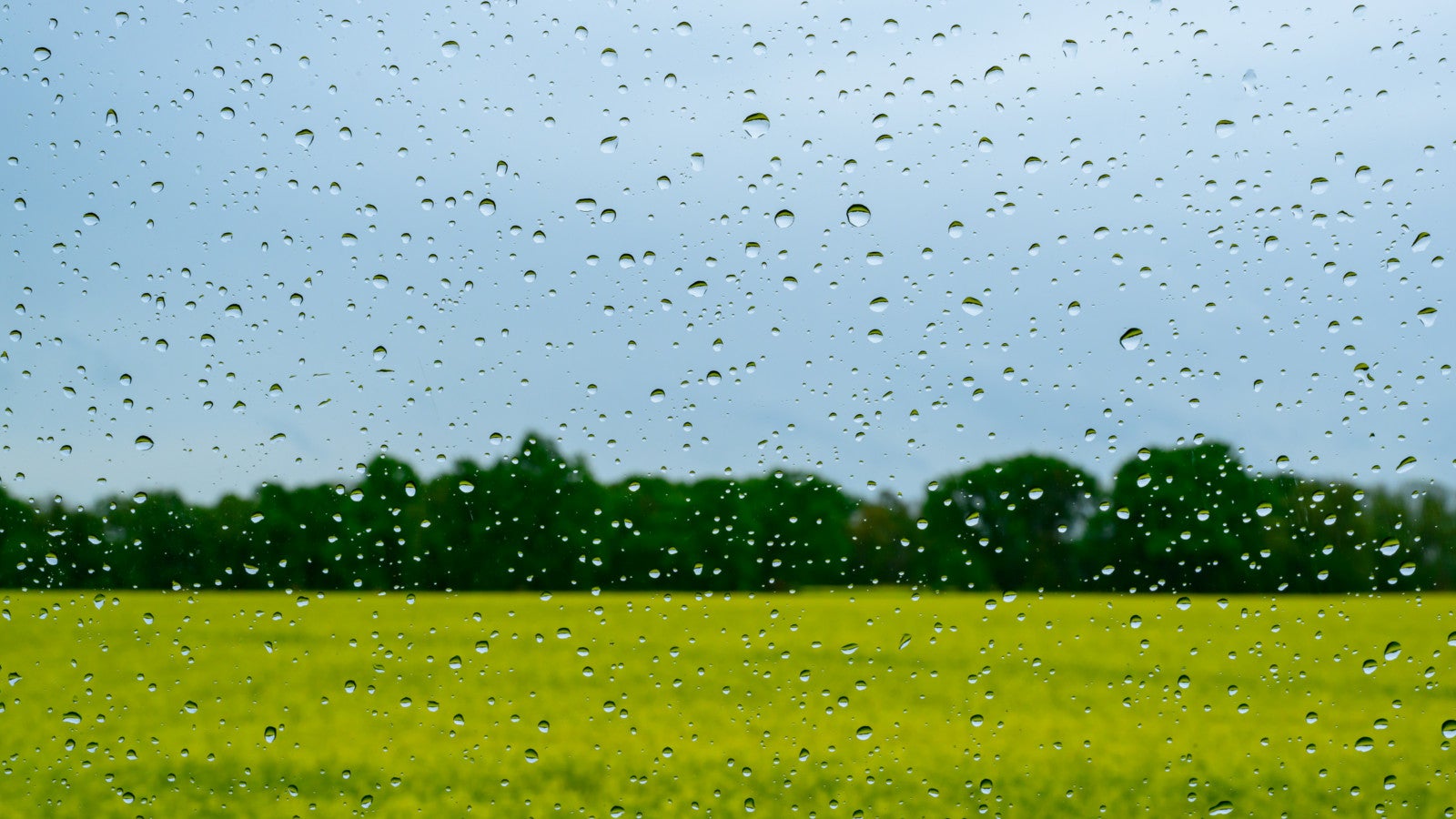13.05.2026, Brandenburg, Reitwein: Blick durch eine vom Regen nasse Autoscheibe auf die tr&uuml;be Landschaft mit einem bl&uuml;henden Rapsfeld. Foto: Patrick Pleul/dpa