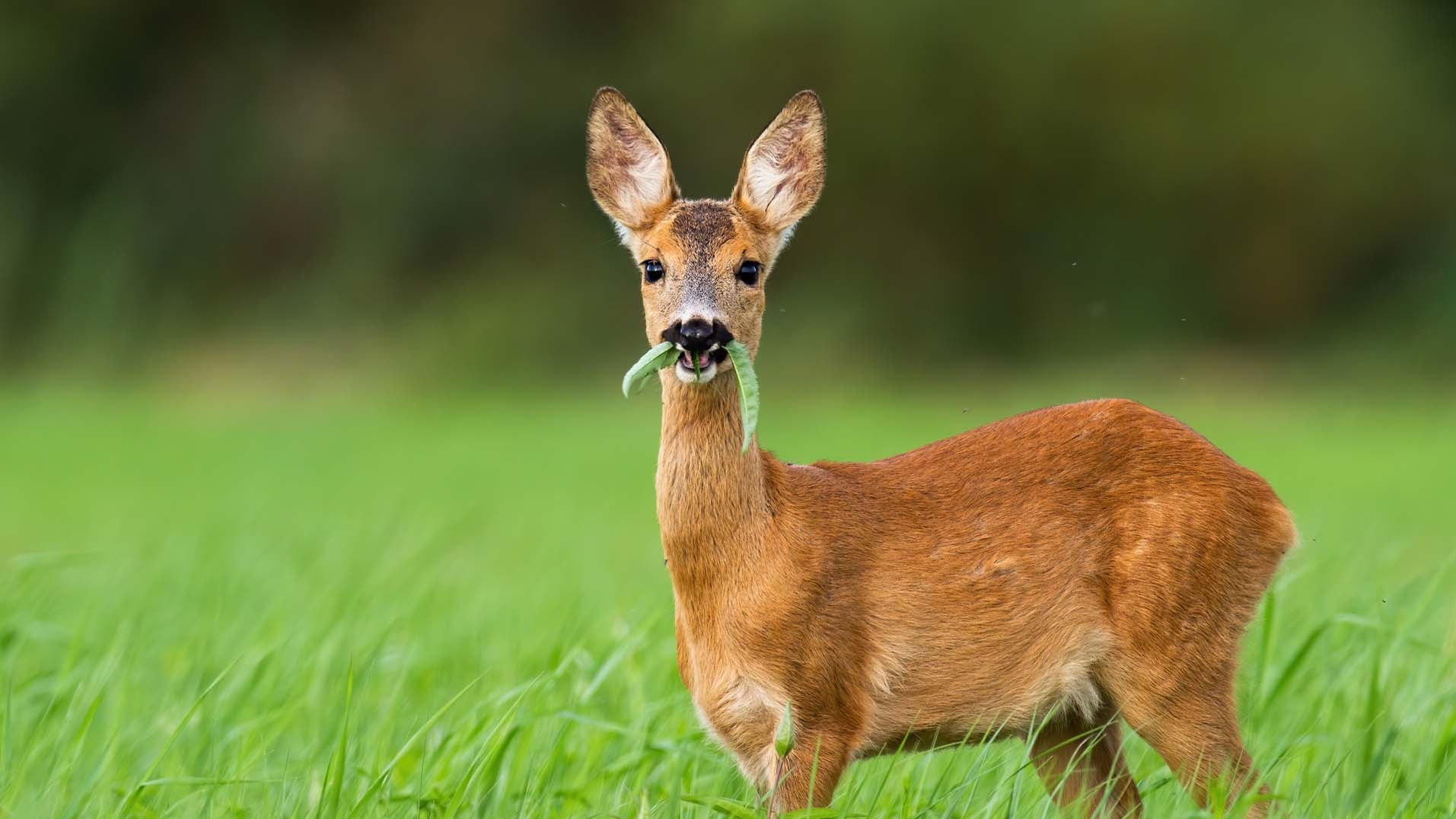 Cute roe deer, capreolus capreolus, fawn grazing on green summer meadow with leafs of plant in open mouth. Alert young wild animal feeding in nature with copy space. Wildlife on hay field.