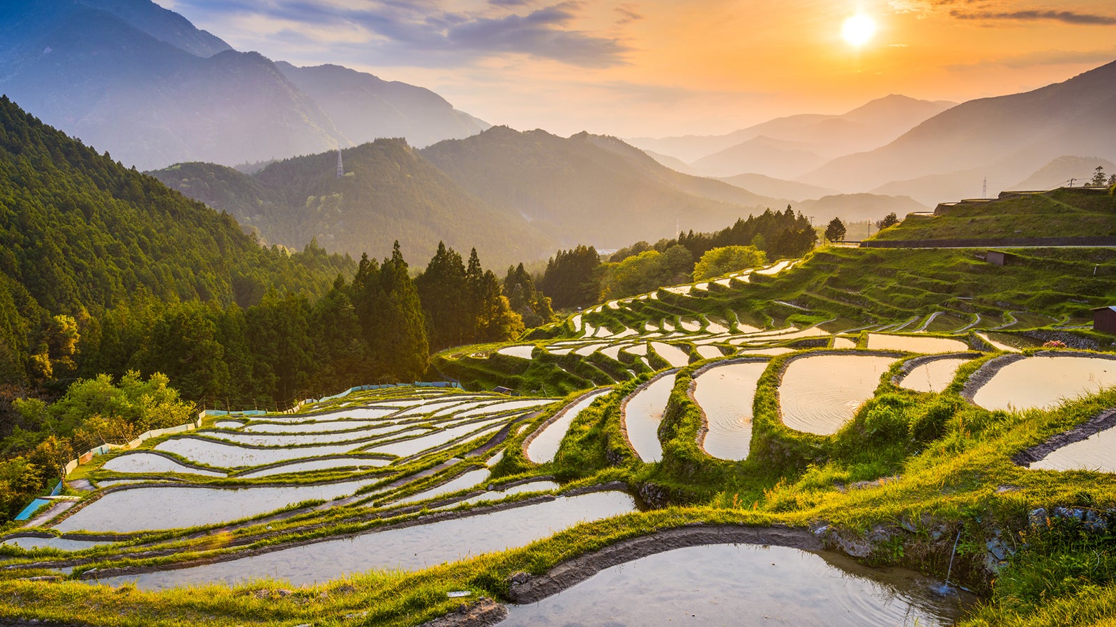Damit Reis im Monsuklima gedeiht, muss er bei Regenzeit gepflanzt oder k&uuml;nstlich bew&auml;ssert werden.
