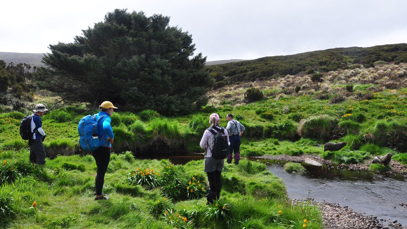 HANDOUT - 12.12.2019, Neuseeland, Campbell Island: Besucher der subantarktischen Campbell Island stehen vor der einzelnen Sitka-Fichte, die als der einsamste Baum der Welt gilt. Die Fichte hat es sogar ins Guinness-Buch der Rekorde geschafft, weil sie den wilden Winden der unwirtlichen Region zum Trotz auch ohne die Gesellschaft von Artgenossen &uuml;berlebt hat. (zu dpa-KORR Allein im S&uuml;dpazifik: Der einsamste Baum der Welt auf Campbell Island) Foto: P Tisch/Heritage Expeditions/dpa - ACHTUNG: Nur zur redaktionellen Verwendung im Zusammenhang mit einer Berichterstattung &uuml;ber diese Sitka-Fichte und nur mit vollst&auml;ndiger Nennung des vorstehenden Credits +++ dpa-Bildfunk +++