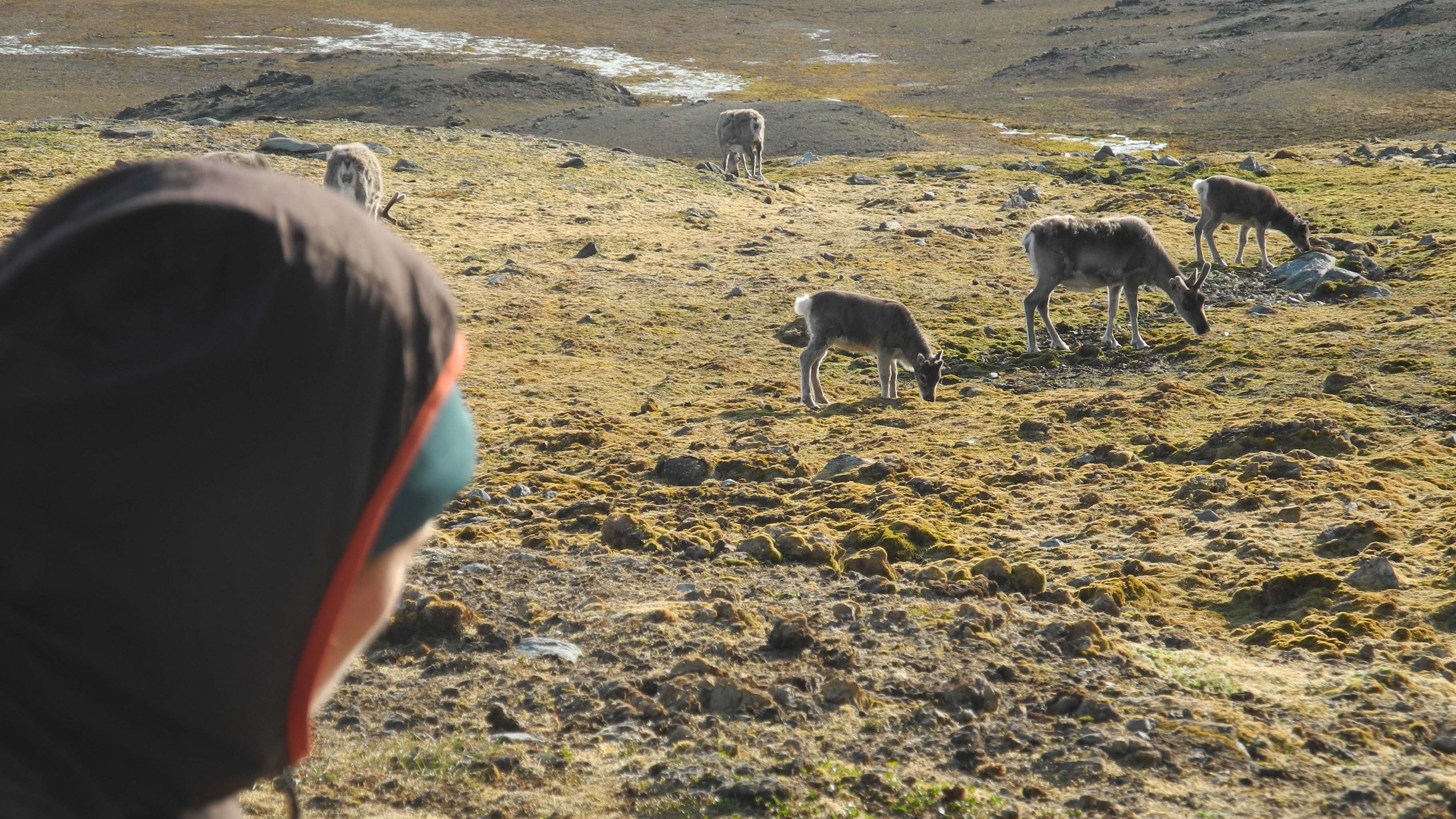 HANDOUT - 21.07.2015, Norwegen, Hornsund: Wissenschaftlerin Morgan Bender betrachtet eine Rentier-Herde. (zu dpa &acute;Nachschub f&cedil;r den Weihnachtsmann - Mehr Rentiere auf Spitzbergen&ordf;) Foto: Mathilde Le Moullec/dpa - ACHTUNG: Nur zur redaktionellen Verwendung im Zusammenhang mit der aktuellen Berichterstattung und nur mit vollst&permil;ndiger Nennung des vorstehenden Credits +++ dpa-Bildfunk +++
