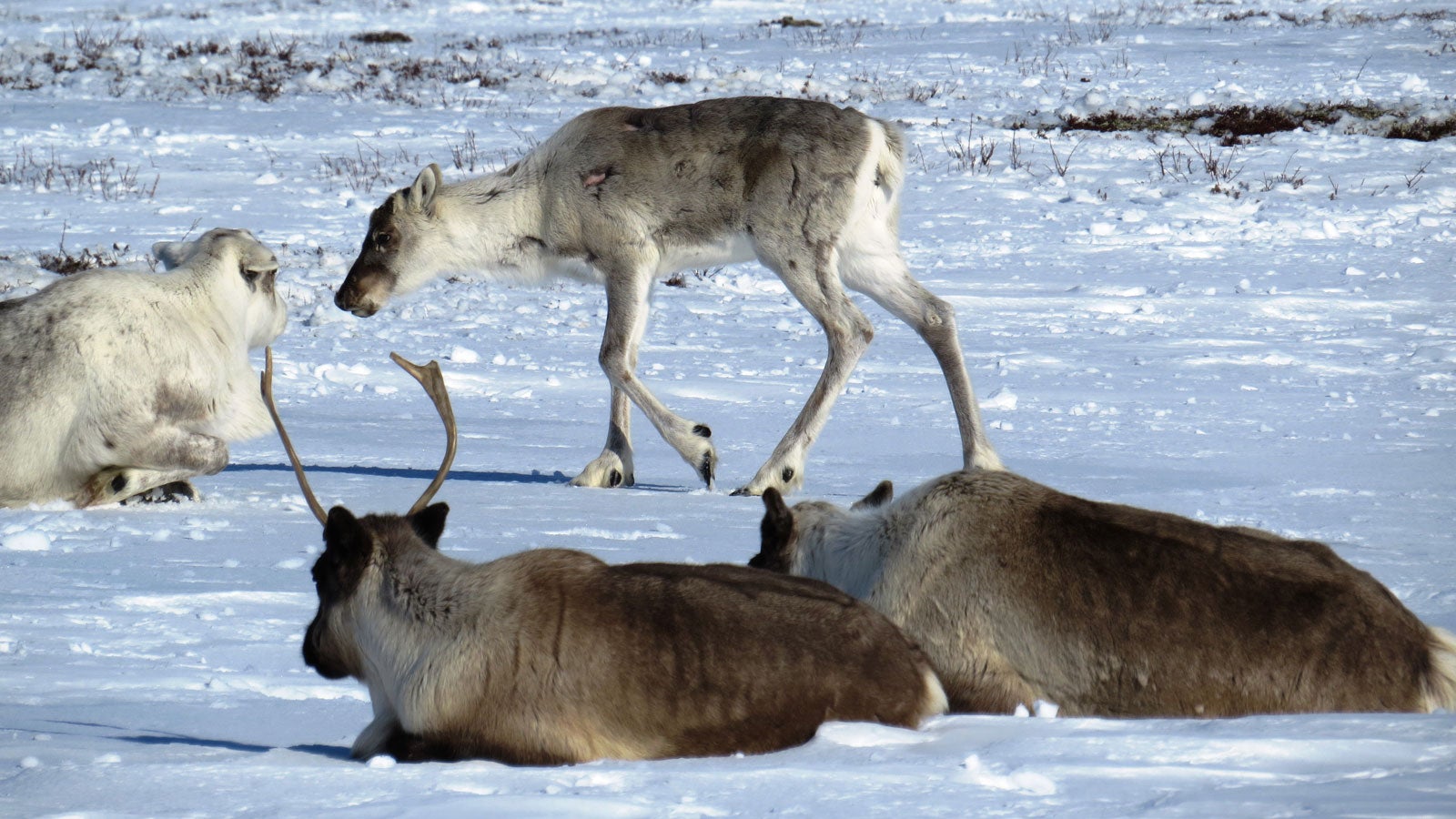 HANDOUT - 26.03.2020, Russland, ---: Rentiere stehen bzw. liegen im Schnee. Wilderei und Erderw?rmung f?hren nach Erhebungen von?Tiersch?tzern zu einem dramatischen Schwund der Rentiere in Russlands hohem Norden. Die Zahl der Wildtiere sei in den vergangenen Jahren massiv zur?ckgegangen, sagte Rentier-Experte Uwarow von der Organisation WWF. Die Jagd und die Haltung von Rentieren hat in Sibirien eine lange Tradition. (zu dpa "Wilderei und Klimawandel f?hren zu R?ckgang von Rentier-Best?nden ") Foto: Viktor Mamontow/WWF/dpa - ACHTUNG: Nur zur redaktionellen Verwendung im Zusammenhang mit der aktuellen Berichterstattung und nur mit vollst?ndiger Nennung des vorstehenden Credits +++ dpa-Bildfunk +++

