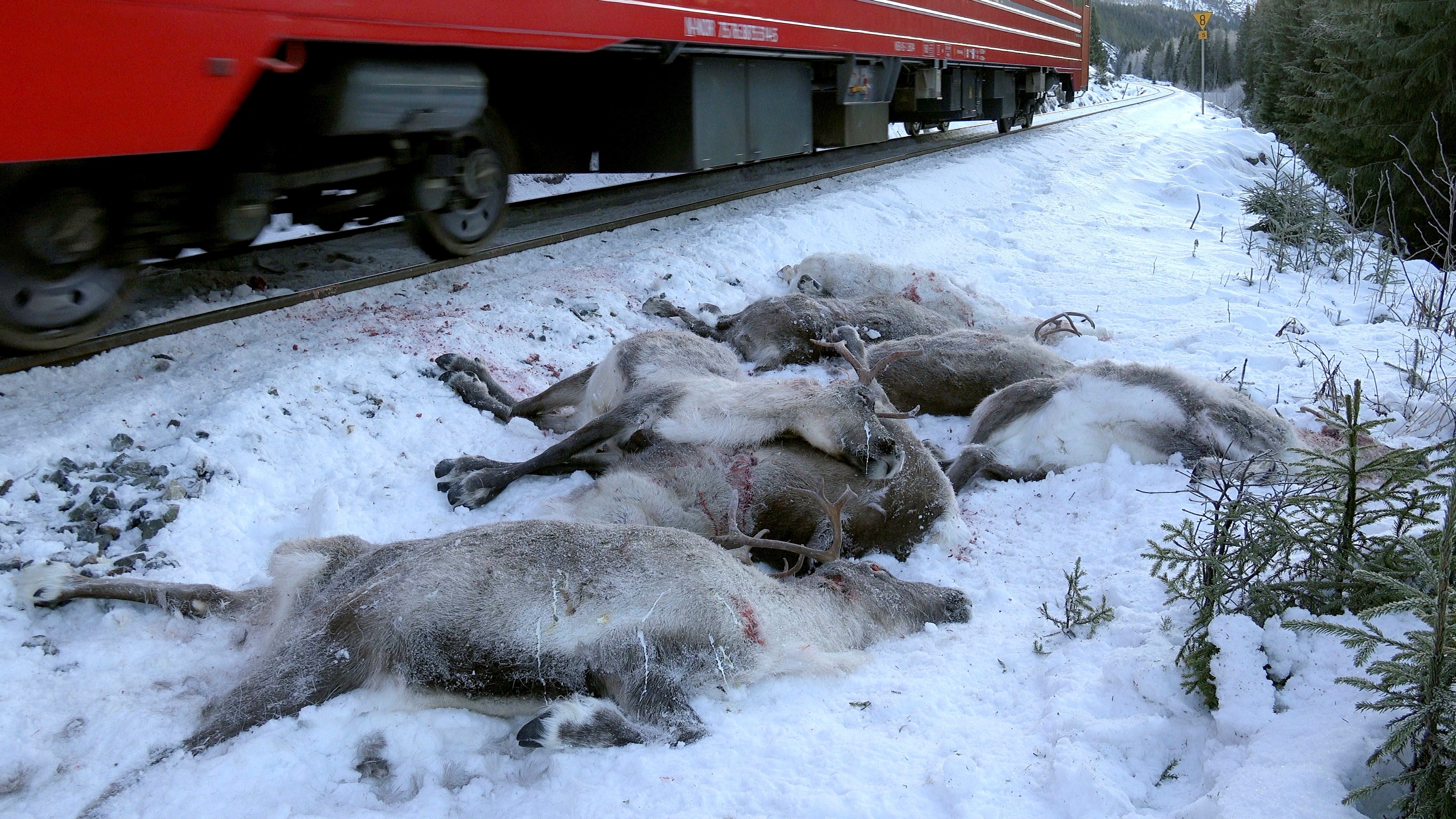 HANDOUT - Ein Videostandbild von NTB SCANPIX zeigt einen Zug, der am 25.11.2017 bei Mosjoen im Norden Norwegens neben toten Rentieren vorbeif&auml;hrt. Mehr als 100 Rentiere wurden bei verschiedenen Unf&auml;llen in den letzten Tagen in der Region von Z&uuml;gen get&ouml;tet. ACHTUNG: Nur zur redaktionellen Verwendung im Zusammenhang mit der Berichterstattung und nur mit Nennung Foto: Foto: John Erling Utsi/NTB SCANPIX/dpa +++(c) dpa - Bildfunk+++ 
Credit: dpa 