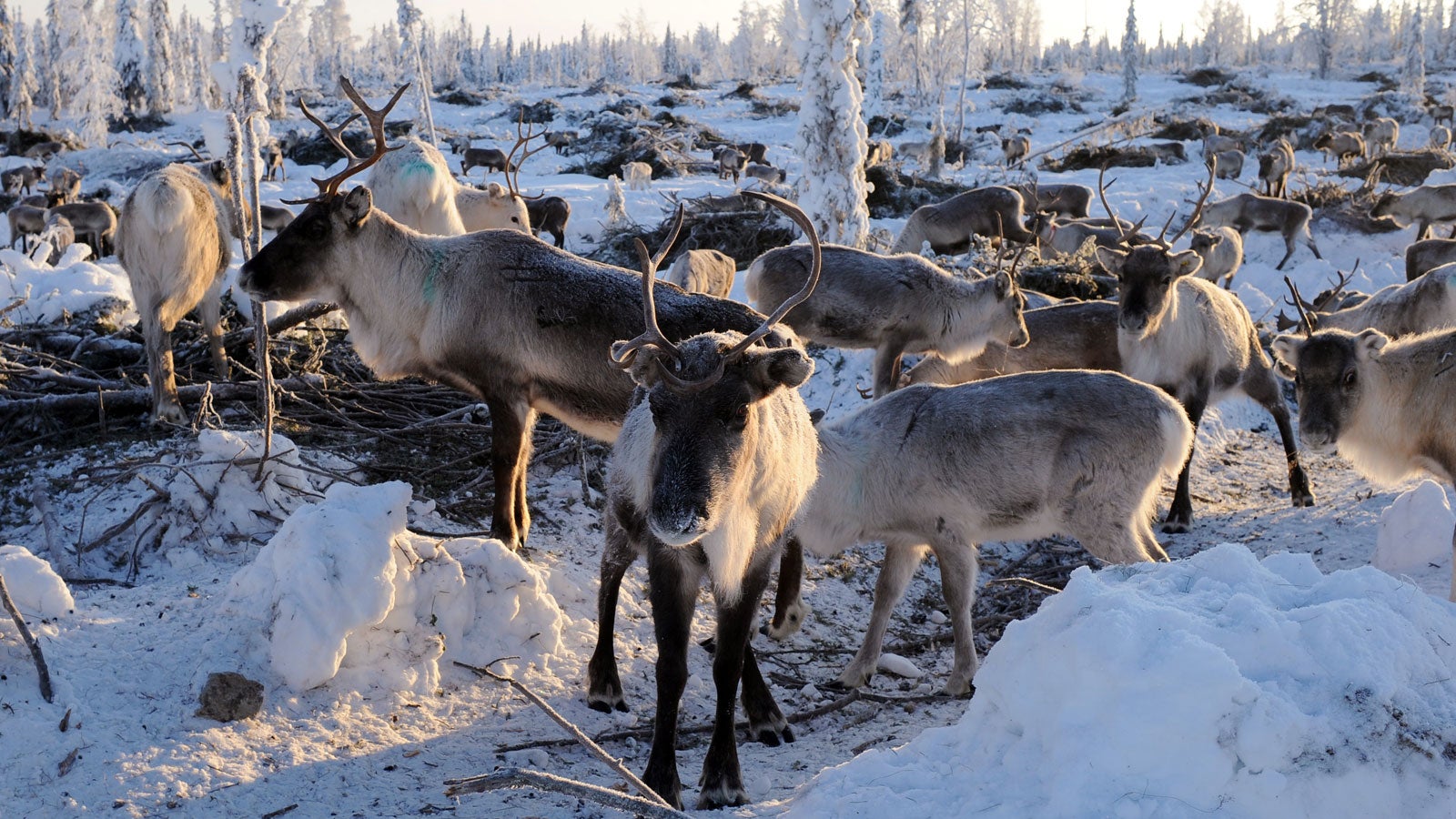 ILLUSTRATION - ARCHIV - Eine Rentierherde in Lappland in Nordschweden (Archivfoto vom 04.02.2012). Jagd auf ein Weihnachtssymbol: Wilderei bedroht nach Einsch&auml;tzung der Tierschutzorganisation WWF den Bestand der Rentiere in Russland. Auf der Taimyr-Halbinsel in Sibirien habe sich die Zahl der Tiere von rund 800 000 im Jahr 2000 auf inzwischen 400 000 halbiert, teilte WWF Deutschland mit. (zu dpa &laquo;WWF: Wilderei bedroht Rentier-Bestand in Russland&raquo; vom 19.12.2017) Foto: Britta Pedersen/dpa+++(c) dpa - Bildfunk+++