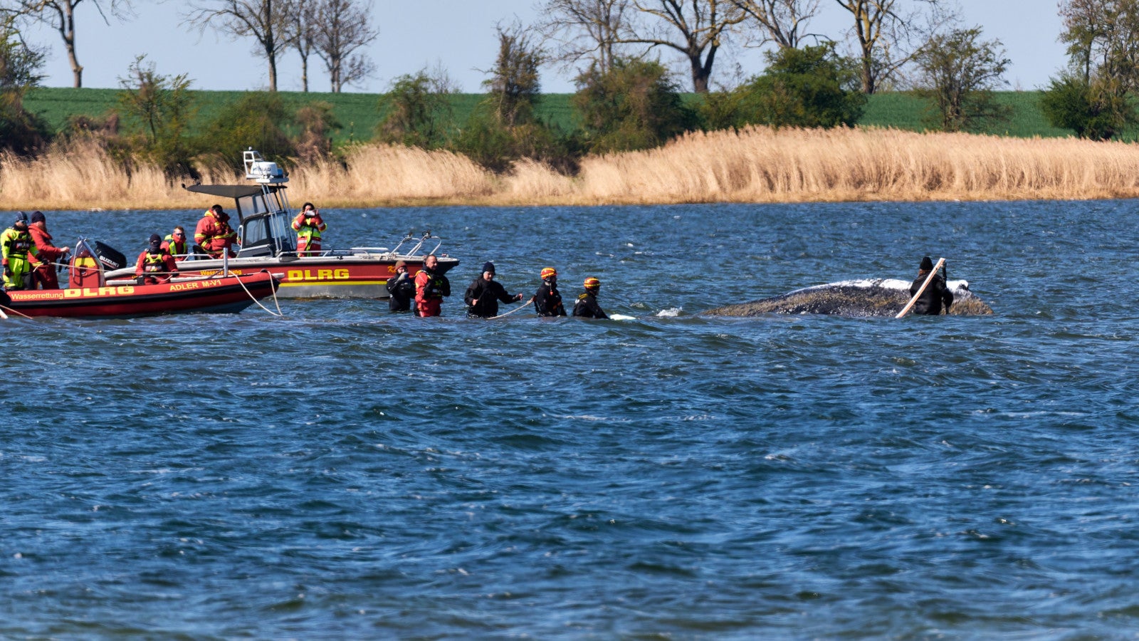 21.04.2026, Mecklenburg-Vorpommern, F&auml;hrdorf: Der Buckelwal liegt wieder vor der Insel Poel. Foto: Marcus Golejewski/dpa
