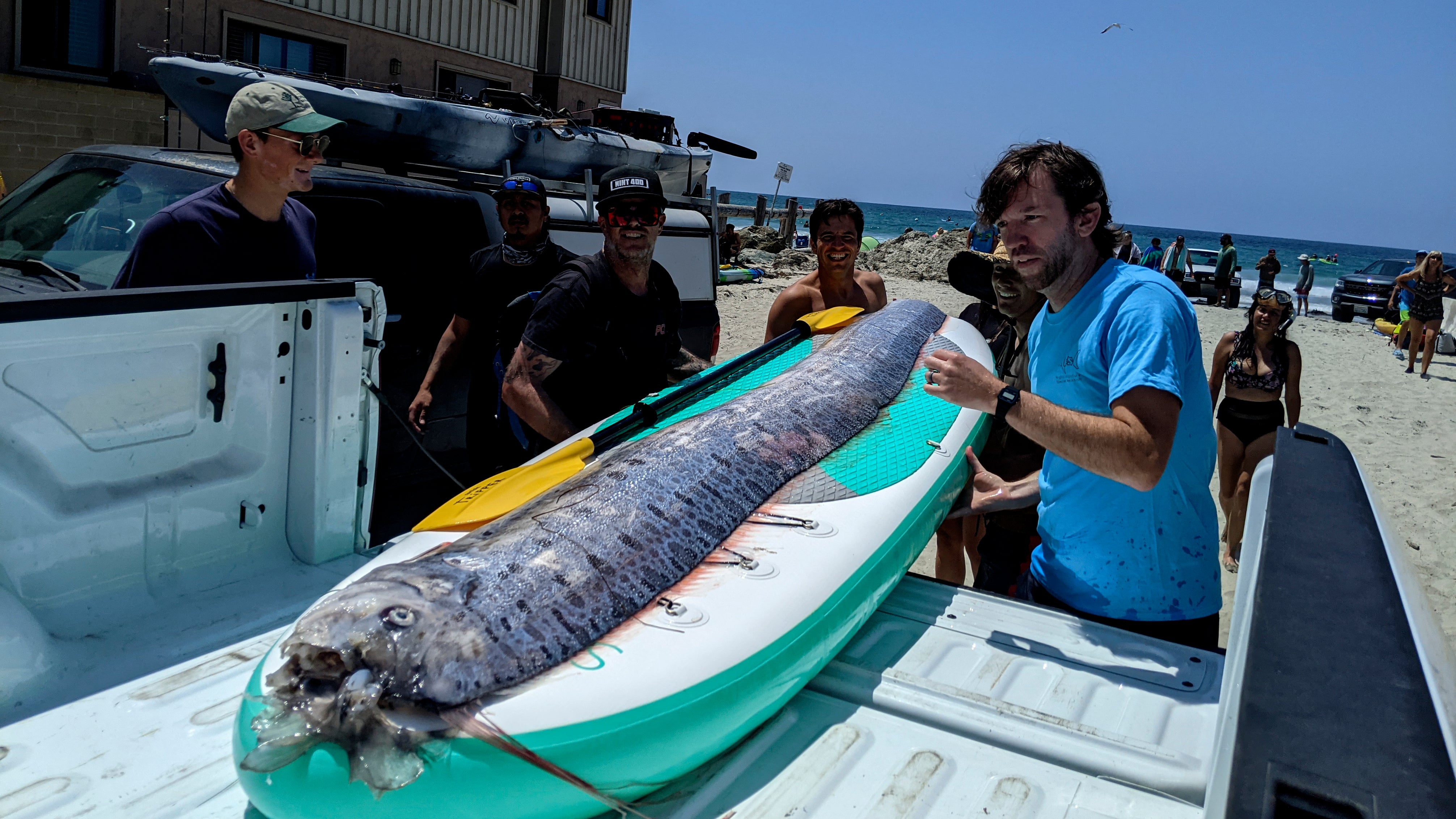 Samstag, 10. August 2024: Forscher und interessierte Schnorchler begutachten einen toten Riemenfisch, der vor der K&uuml;ste Kaliforniens geborgen wurde (Michael Wang/The Scripps Institution of Oceanography via AP)

