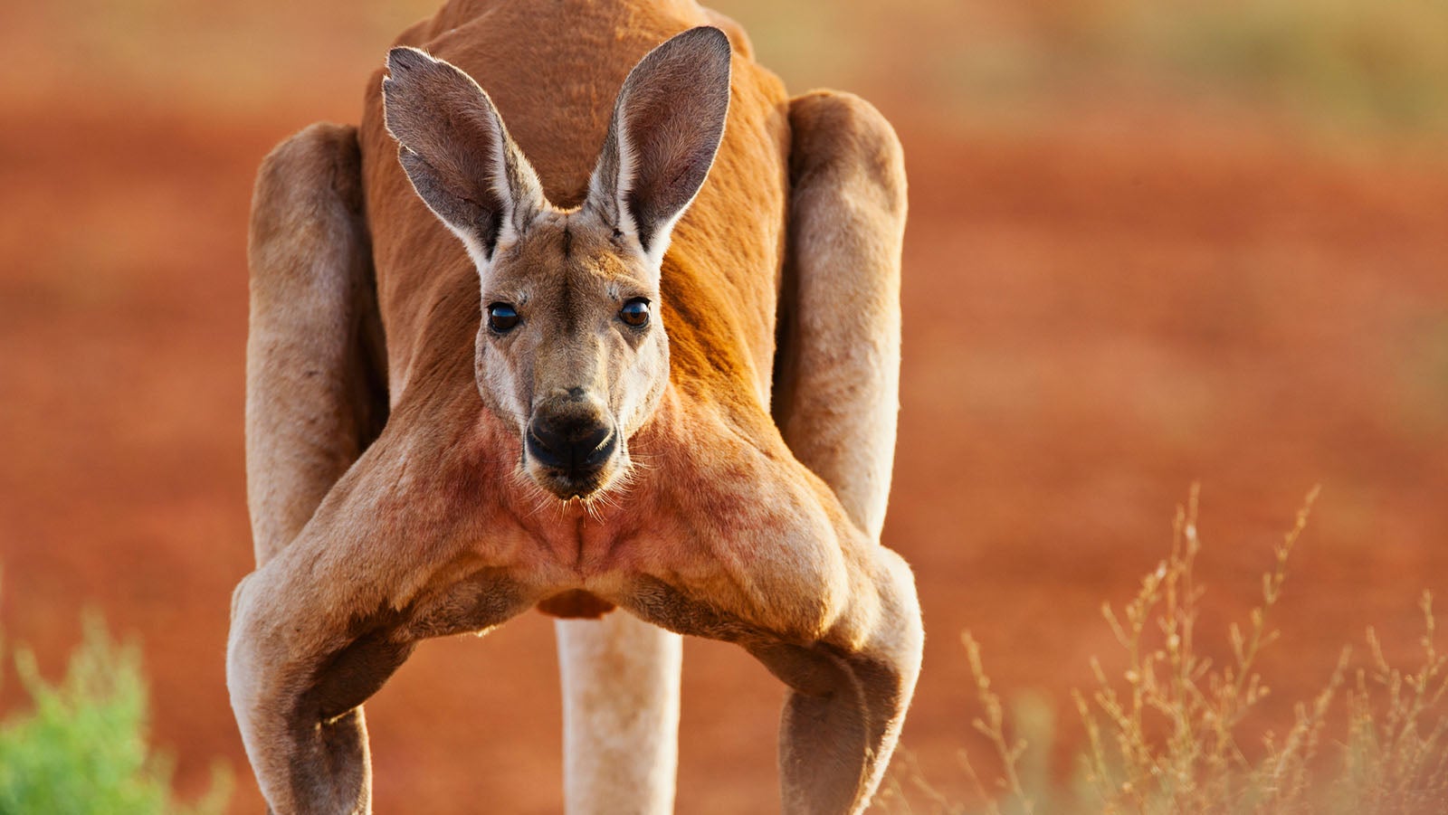 A dominant male red kangaroo,(Macropus rufus) , close-up,portrait, Sturt Stony Desert, Australia