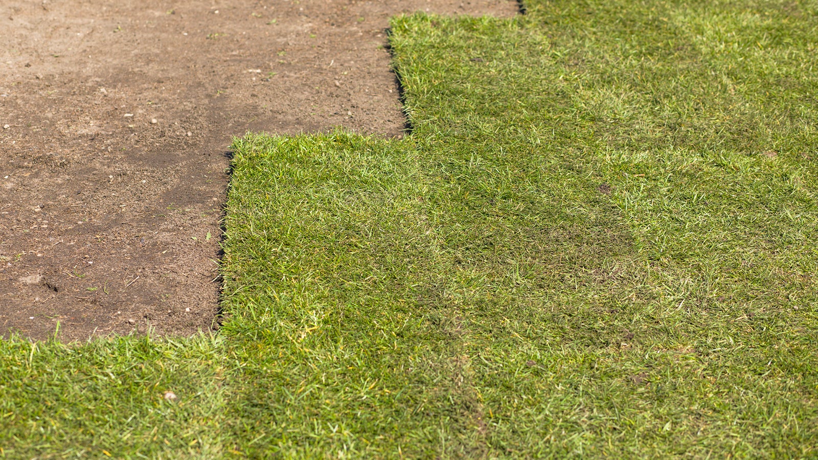 Grass garden, new young grass from the roll