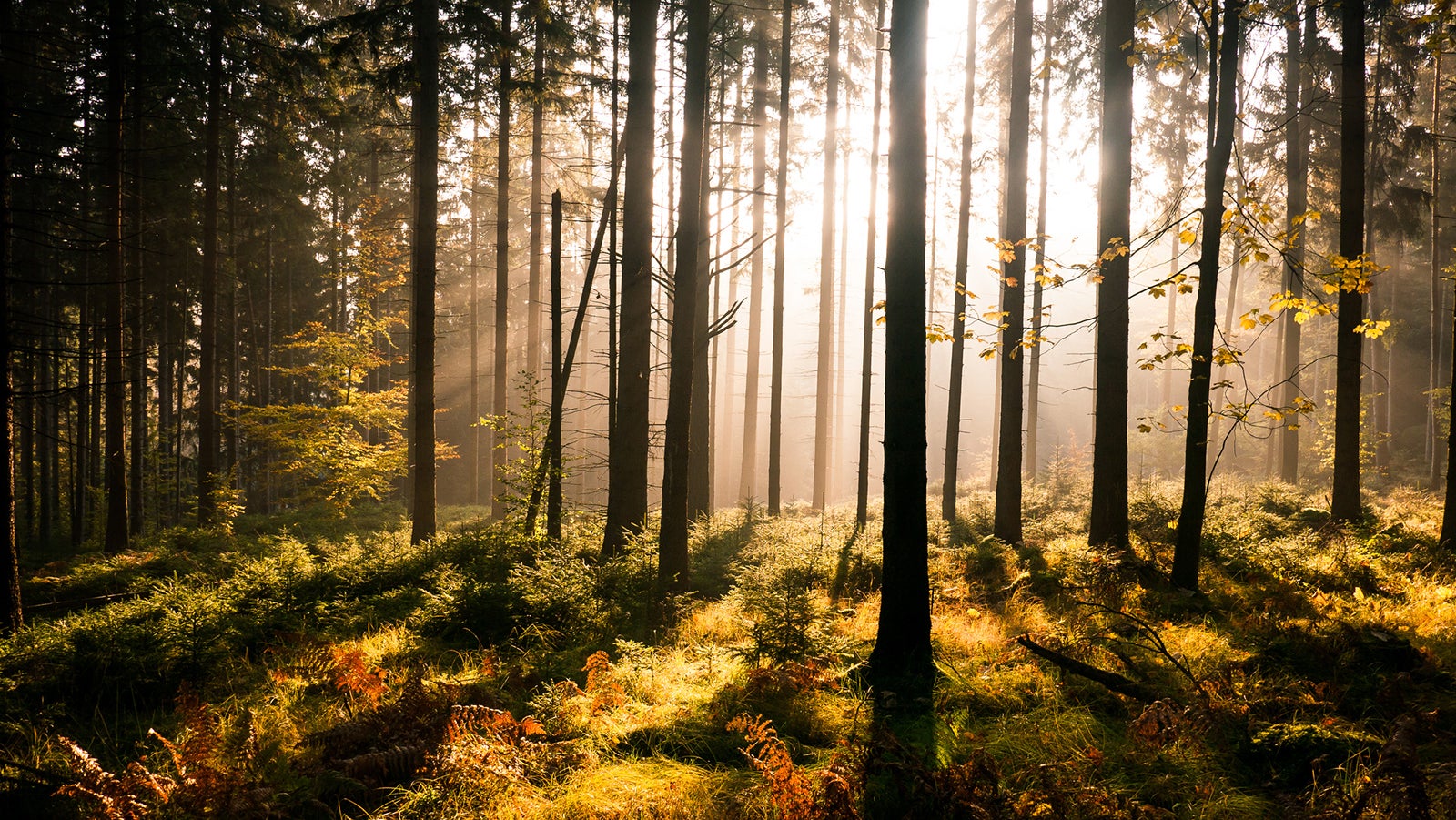 Sunrays of the rising morning sun coming through a foggy fall forest in the Saxon Switzerland in east Germany.