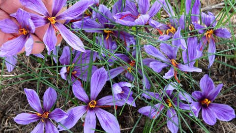17.10.2023, Sachsen, Döbrichau: Die ersten violett blühenden Safran-Krokusse (Crocus sativus) sind auf einem Gartengelände in Nordsachsen zu sehen (Archivbild). (Waltraud Grubitzsch/dpa)