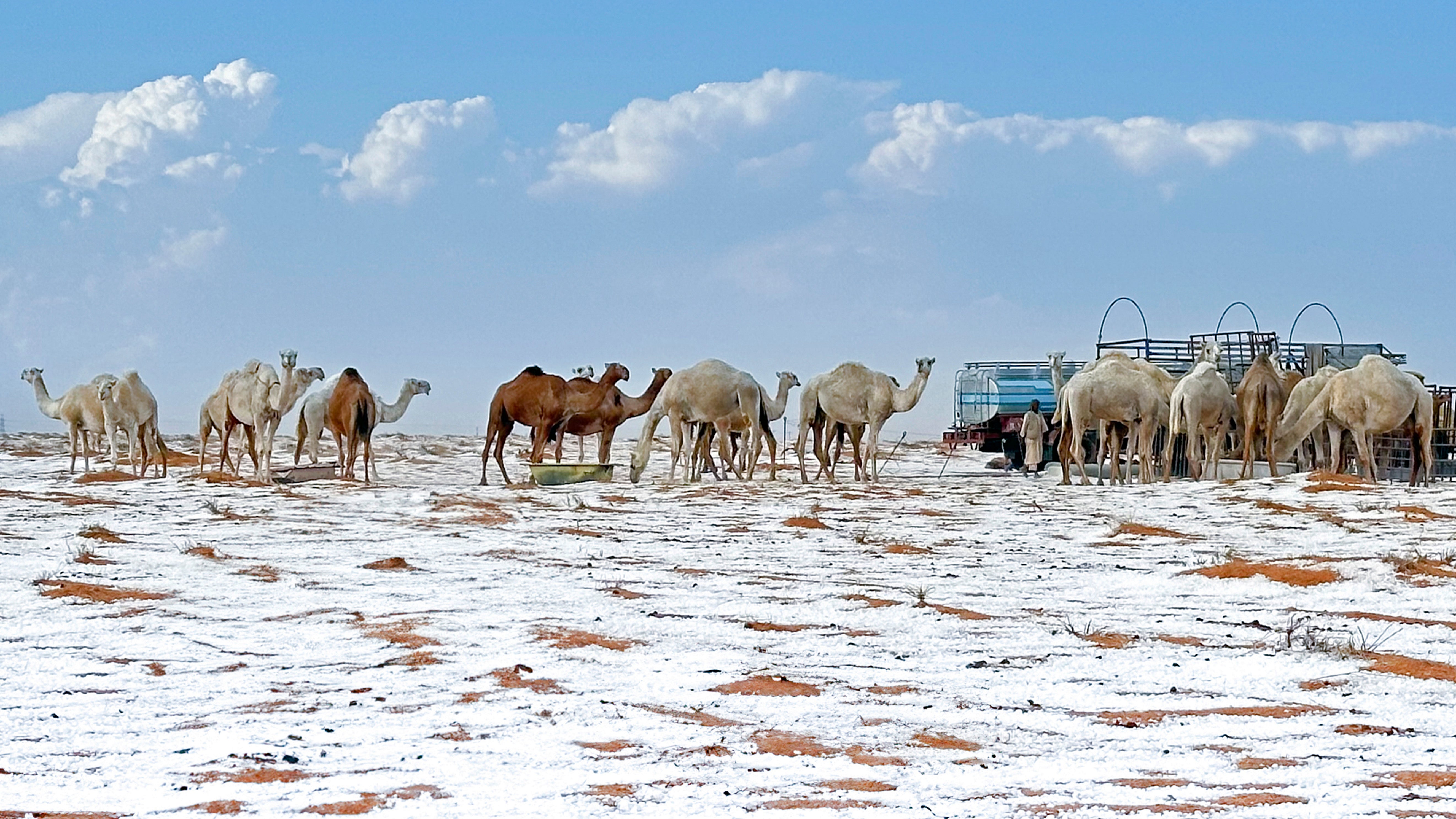 02.11.2024, Saudi-Arabien, Al Jawf: Schnee umgibt Kamele auf ihrer Farm in der Provinz Al Jawf, im Norden Saudi-Arabiens, am Samstag, 2. November 2024. (STR/AP/dpa)