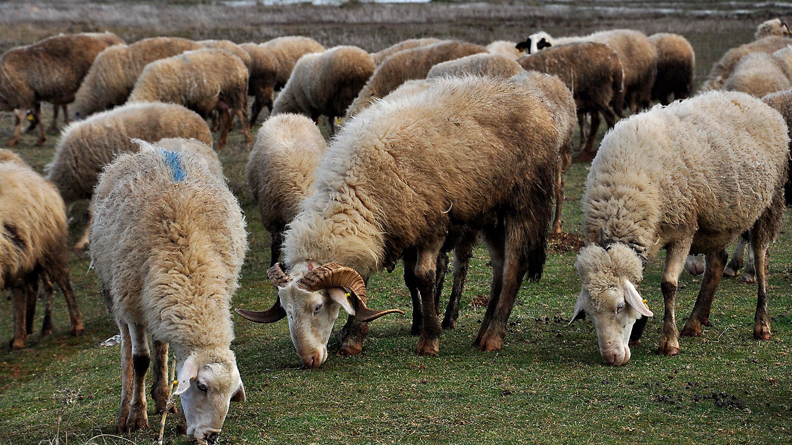 Hunderte Schafe waren in Not geraten und mussten gerettet werden. Foto:GettyImages/Symol