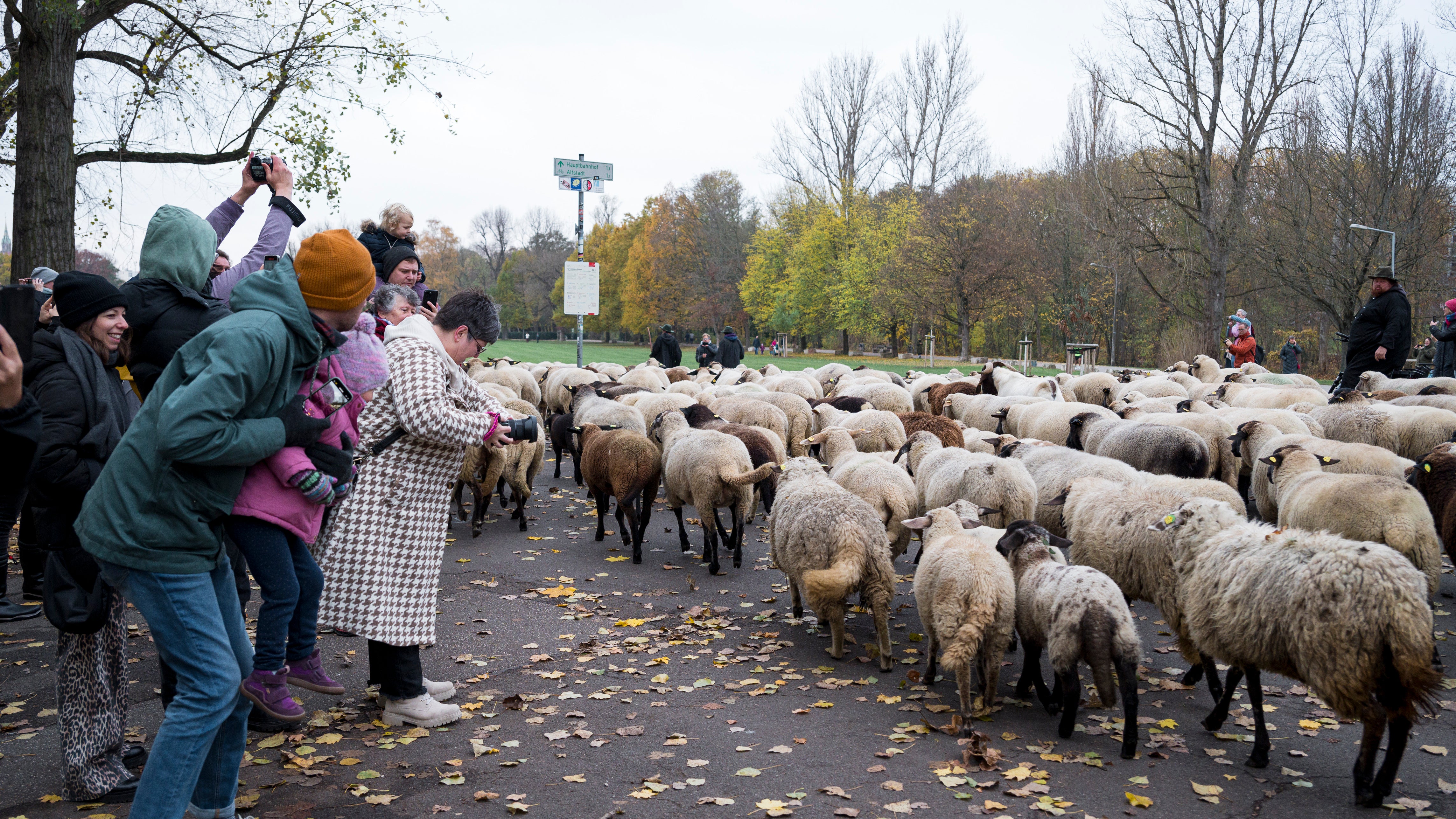 17.11.2024, Bayern, N&uuml;rnberg: Die Schafherde des Sch&auml;fers Thomas Gackstatter zieht auf die W&ouml;hrder Wiese und wird von den Zuschauern fotografiert. (Daniel Vogl/dpa)