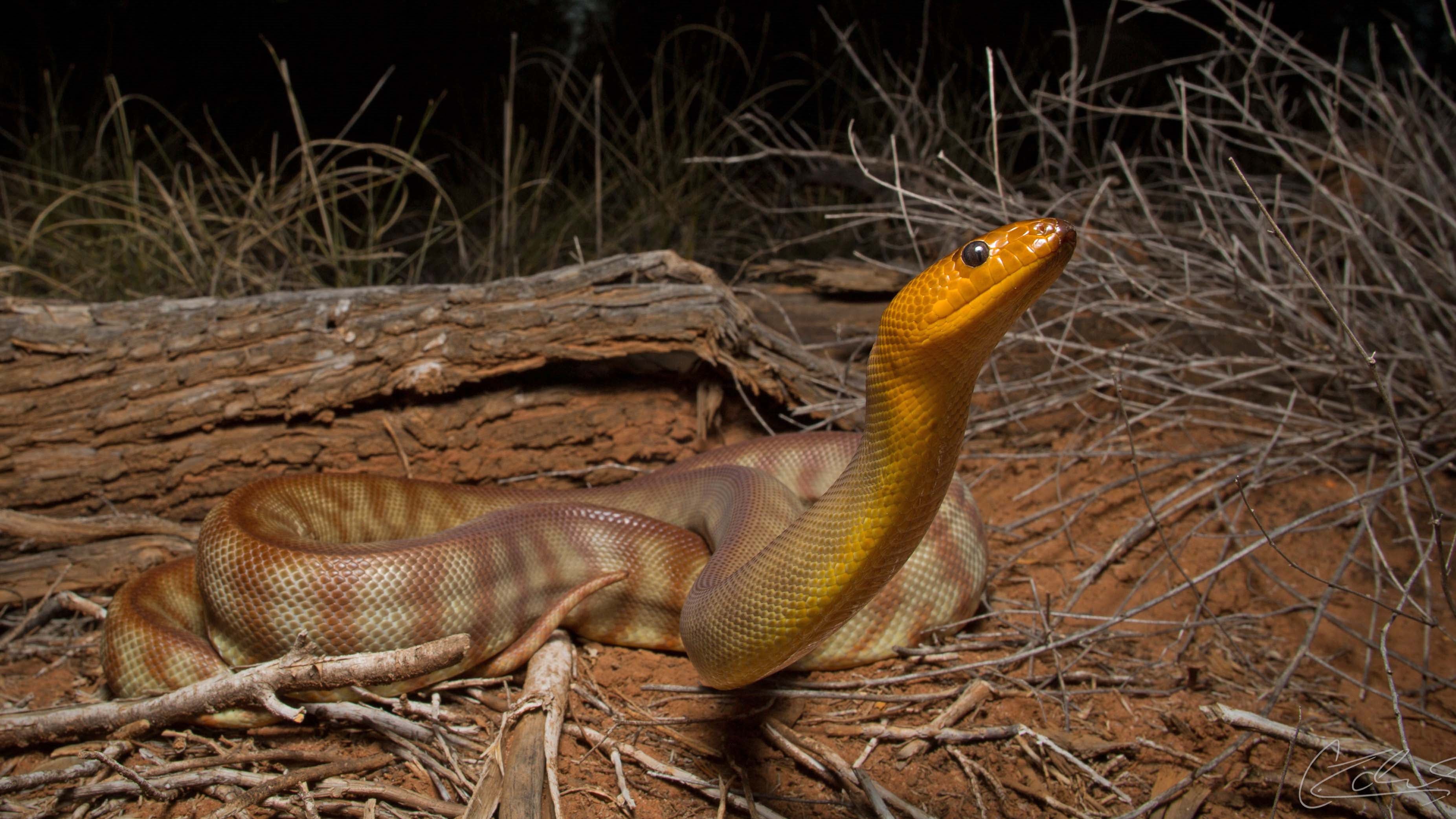 HANDOUT - 17.02.2023, Australien, Brisbane: Das Bild zeigt eine Woma-Python. Schlangen sind auch ohne sichtbare Ohren alles andere als taub. (zu dpa: &acute;Studie zum&dagger;H&circ;ren bei Schlangen: Tiere nehmen mehr wahr als gedacht&ordf;) Foto: Dr Christina Zdenek/University of Queensland/dpa - ACHTUNG: Nur zur redaktionellen Verwendung im Zusammenhang mit der aktuellen Berichterstattung und nur mit vollst&permil;ndiger Nennung des vorstehenden Credits +++ dpa-Bildfunk +++