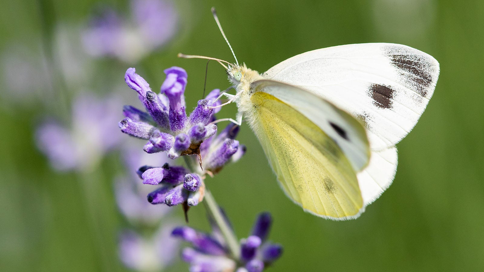 27.06.2020, Baden-W&uuml;rttemberg, Donzdorf: Ein Schmetterling aus der Familie der Wei&szlig;linge sitzt auf einer Lavendelbl&uuml;te in der Sonne. Foto: Tom Weller/dpa +++ dpa-Bildfunk +++