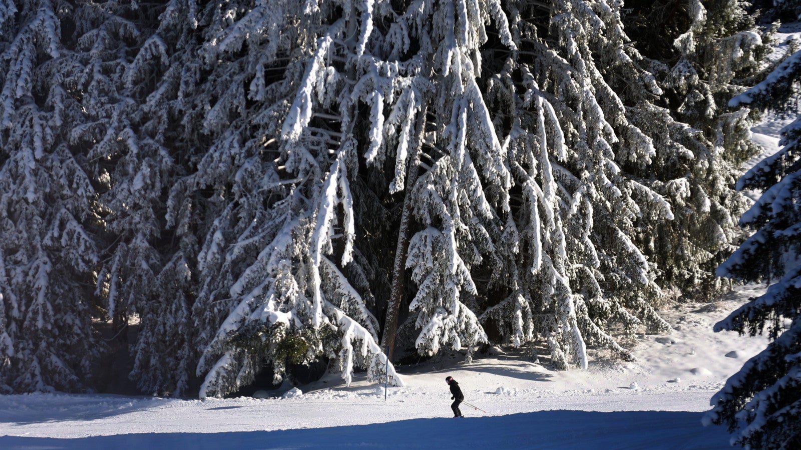 23.11.2025, Bayern, Oberstdorf: Ein Skifahrer f&auml;hrt im Skigebiet S&ouml;llereck an mit Schnee und Eis &uuml;berzogenen B&auml;umen vorbei. (zu dpa: &laquo;Wei&szlig;e Weihnachten &ndash; nur ein Mythos und bald eh Geschichte?&raquo;) Foto: Karl-Josef Hildenbrand/dpa 