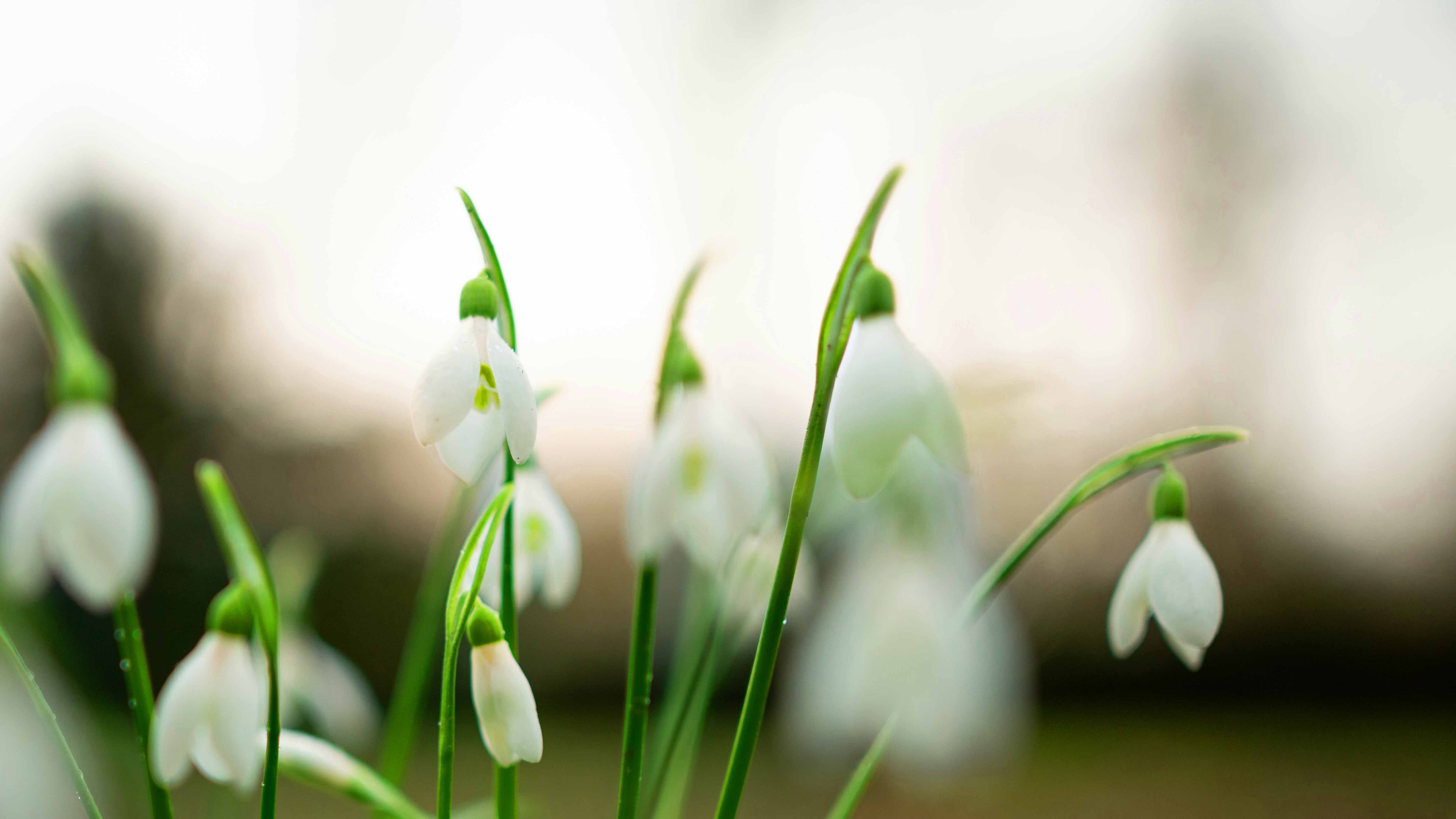 14.02.2024, Nordrhein-Westfalen, Oberhausen: Schneegl&ouml;ckchen bl&uuml;hen im Kaiserpark in Oberhausen. Fr&uuml;hlingshafte Temperaturen werden am Donnerstag erwartet. (zu dpa: &laquo;Ungew&ouml;hnlich warme Tage im Februar&raquo;) Foto: Fabian Strauch/dpa +++ dpa-Bildfunk +++