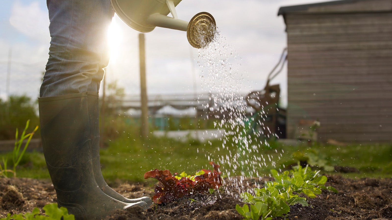 Young woman, wearing jeans and green wellington boots, watering allotment plot.