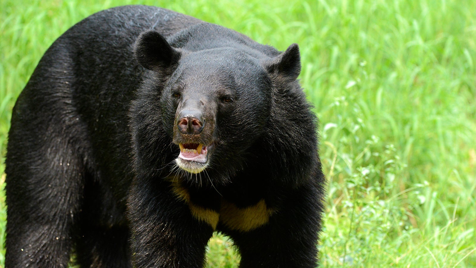 Ursus thibetanus - The Asiatic Black Bear has a coat of smooth black fur and can be distinguished by a V of white fur on its chest. It is similar in appearance to the brown bear, but with a slighter build.
