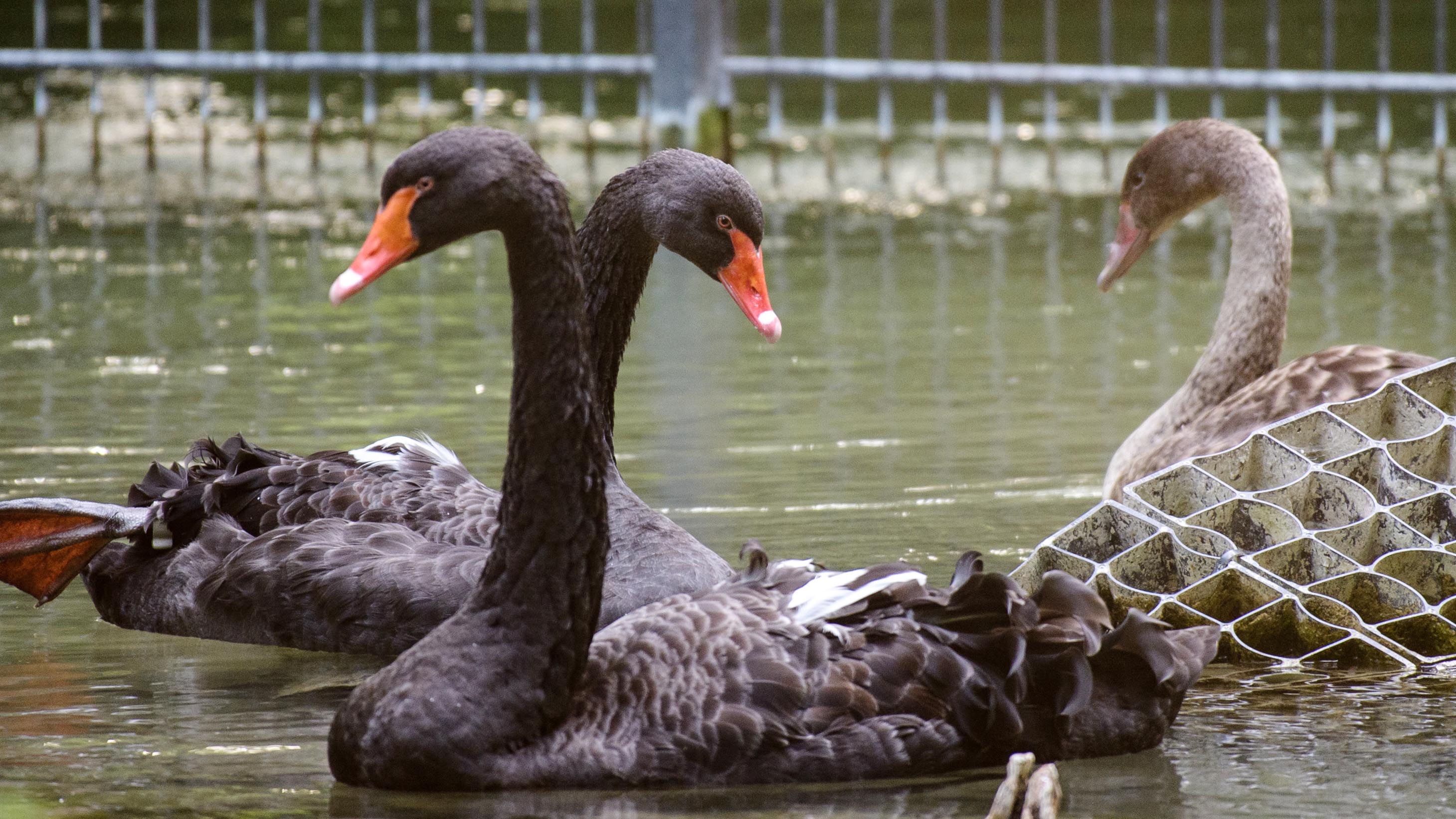 06.07.2019, Bayern, M&uuml;nchen: Ein Trauerschwan-P&auml;rchen mit einem Jungtier (r) schwimmt in seinem Gehege im Tierpark Hellabrunn auf. Anl&auml;sslich der Pride Week und des Christopher Street Days in M&uuml;nchen bietet der Zoo erstmals an mehreren Abenden eine Sonderf&uuml;hrung zu homosexuellem Verhalten bei Tieren an.     (zu dpa "Wo Homosexualit&auml;t von Vorteil ist: Zoo-F&uuml;hrung &uuml;ber schwule Tiere") Foto: Matthias Balk/dpa +++ dpa-Bildfunk +++