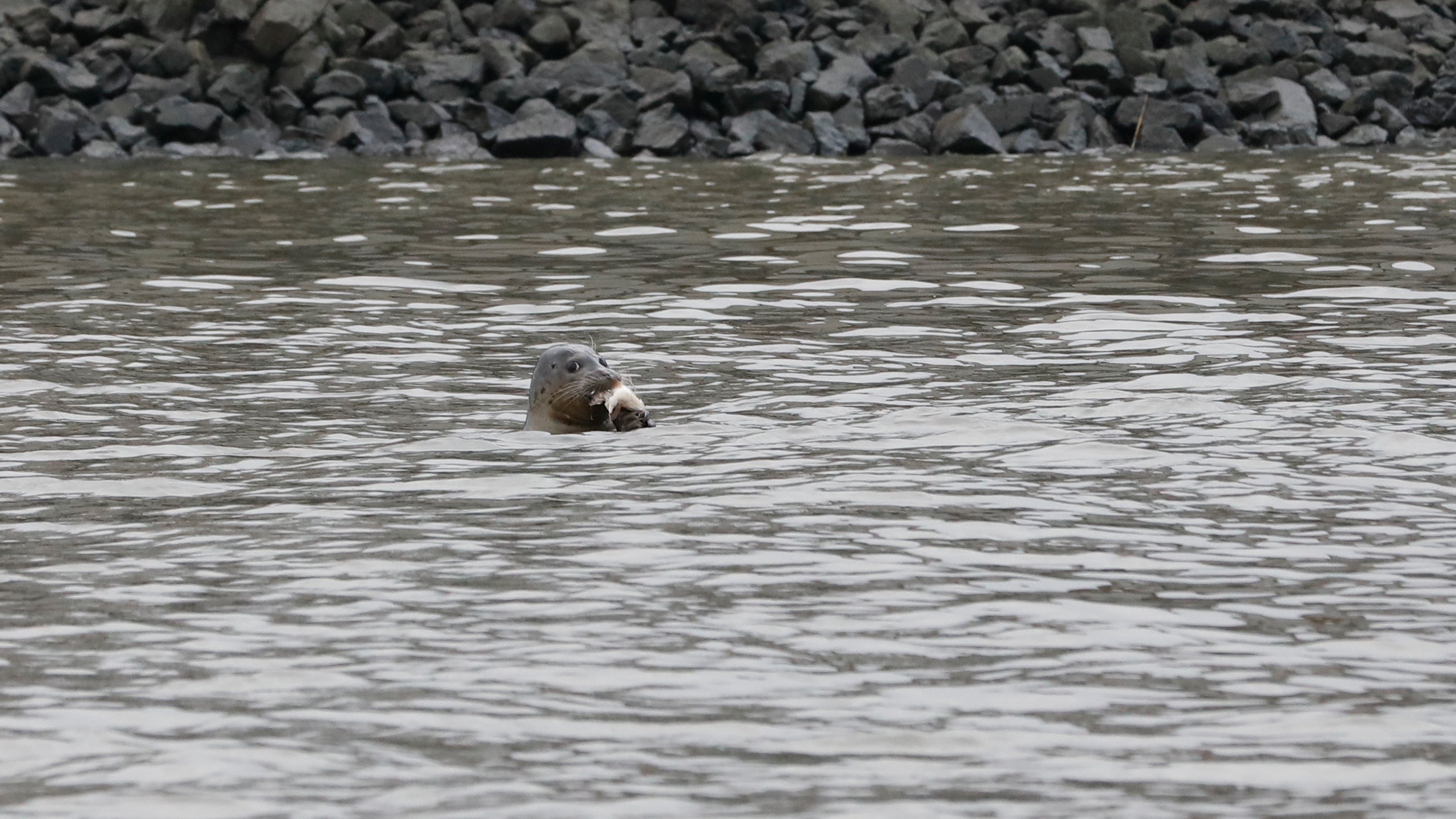 30.11.2017, Hamburg: Ein Seehund h&auml;lt am 01.12.2017 in Hamburg im K&ouml;hlfleet im Hafen einen Fisch im Maul. (Georg Wendt/dpa)
