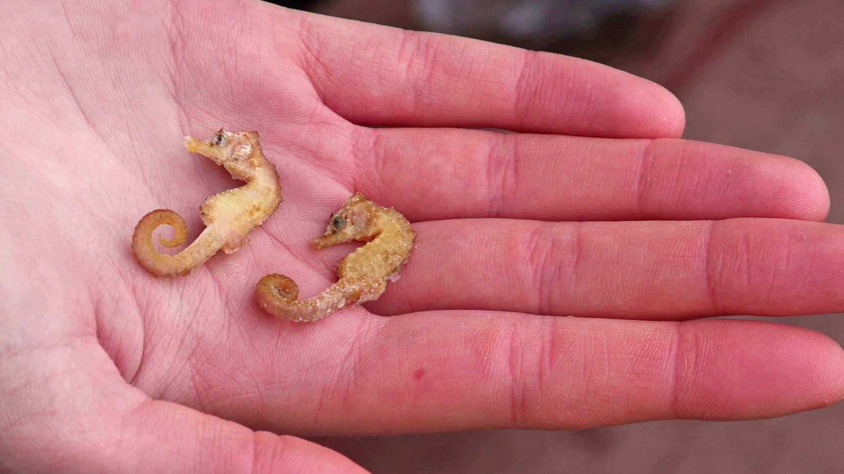 ARCHIV - 18.01.2022, Niedersachsen, Wangerooge: Zwei leblose Kurzschn&permil;uzige Seepferdchen (&acute;Hippocampus hippocampus&ordf;) liegen in der Hand eines Naturschutzwartes.  In den vergangenen Monaten sorgten Sichtungen und Funde von exotischen Meeresbewohnern immer wieder f&cedil;r Aufsehen an der Nordseek&cedil;ste. Was die Lebewesen an die K&cedil;ste treibt, ist verschieden und manchmal auch noch nicht erforscht, sagen Experten. (zu dpa:&dagger;"Seepferd, Walross und Co. - Seltene G&permil;ste tummeln sich im Wattenmeer") Foto: Peter Kuchenbuch-Hanken/dpa +++ dpa-Bildfunk +++