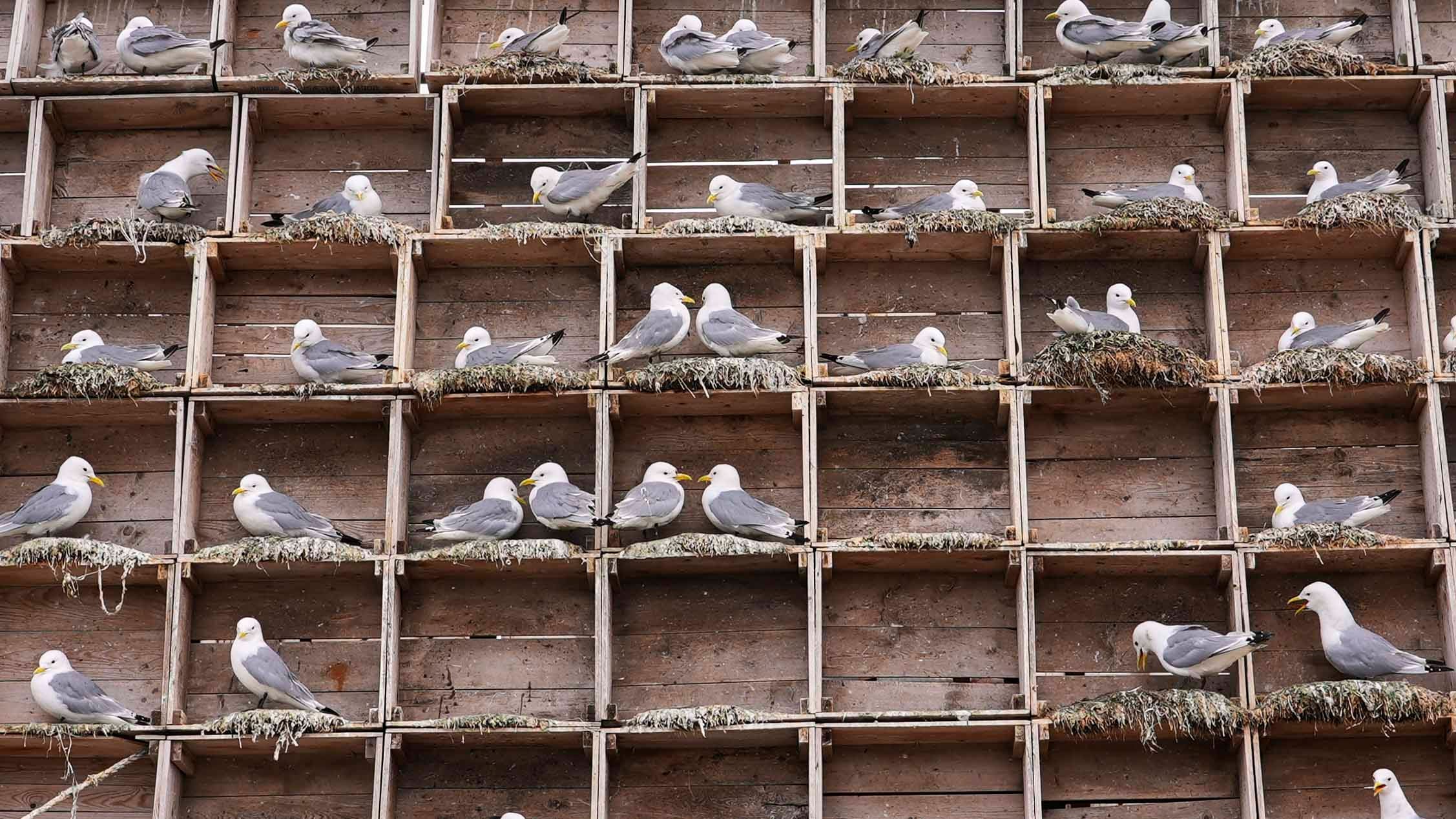Hotel f&uuml;r M&ouml;wen: Wie arktische Vogelfreunde bedrohte Spezies sch&uuml;tzen
