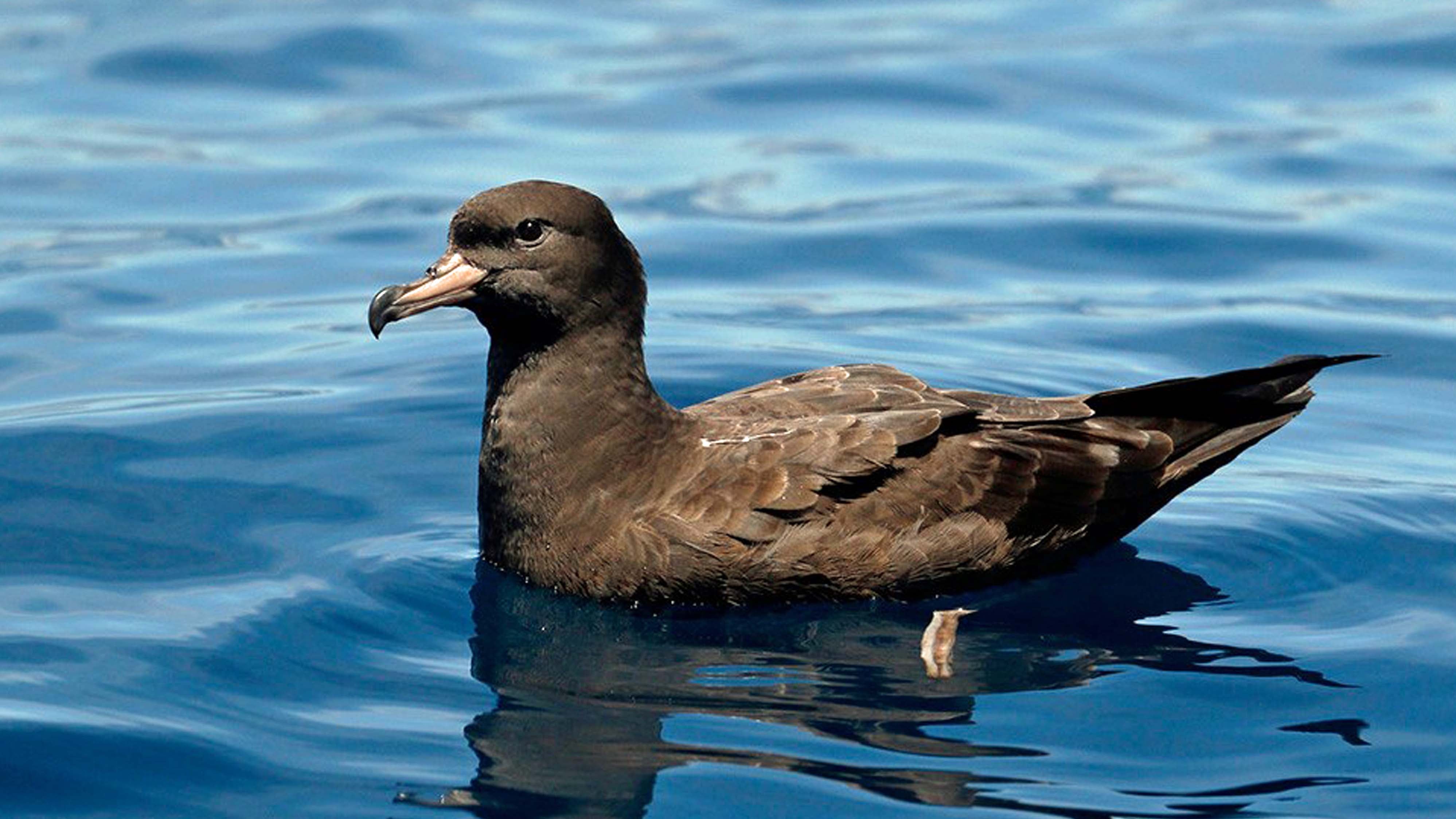 HANDOUT - 03.03.2023, ---: Ein Blassfuﬂ-Sturmtaucher (undatierte Aufnahme). Bei bestimmten Seev&circ;geln hat ein&dagger;Forscherteam eine neue, speziell durch Plastikteile verursachte Krankheit entdeckt. Die &acute;Plastikose&ordf; (englisches Original: &acute;plasticosis&ordf;) genannte Erkrankung sei zum ersten Mal festgestellt worden, was m&circ;glicherweise aber nur &acute;die Spitze des Eisbergs&ordf; sei, teilte das Londoner Natural History Museum mit. Untersucht wurden Blassfuﬂ-Sturmtaucher von der australischen Lord-Howe-Insel. Foto: Eric Dunens/PA Media/dpa - ACHTUNG: Nur zur redaktionellen Verwendung im Zusammenhang mit der aktuellen Berichterstattung und nur mit vollst&permil;ndiger Nennung des vorstehenden Credits +++ dpa-Bildfunk +++
