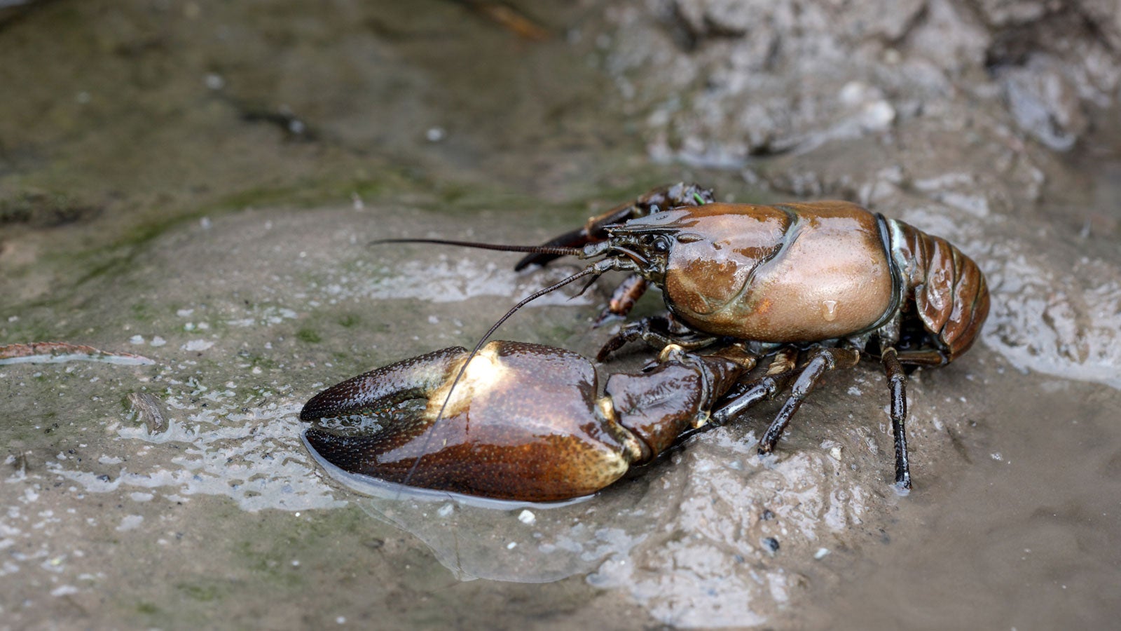 Signal Flusskrebse Pacifastacus leniusculus  GettyImages