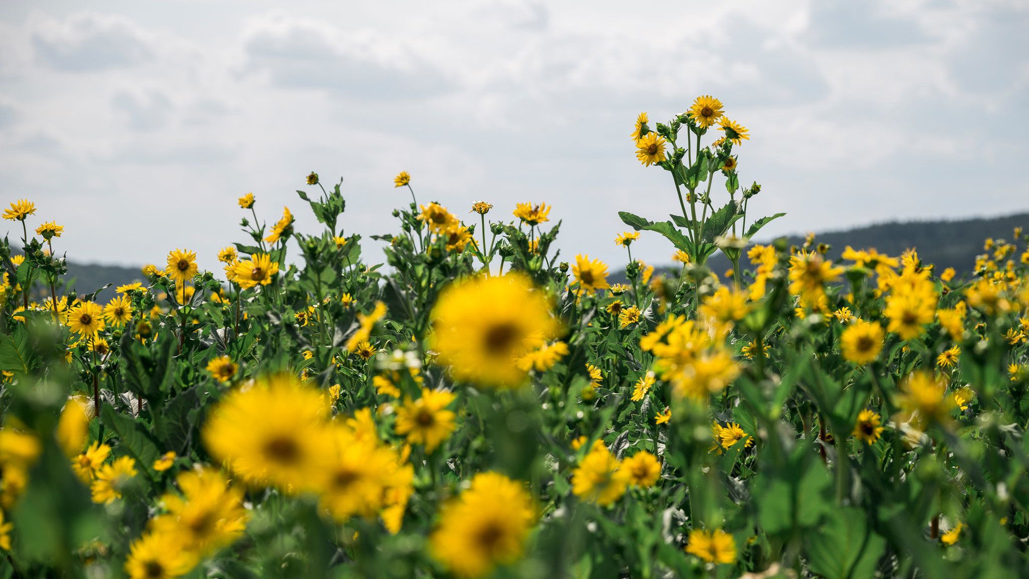 19.07.2023, Bayern, Ahorntal: Blick &uuml;ber ein Silphie-Feld. Die Pflanze Silphie (Silphium perfoliatum) gilt als insekten- und umweltfreundliche Alternative zum Mais. (Daniel Vogl/dpa)
