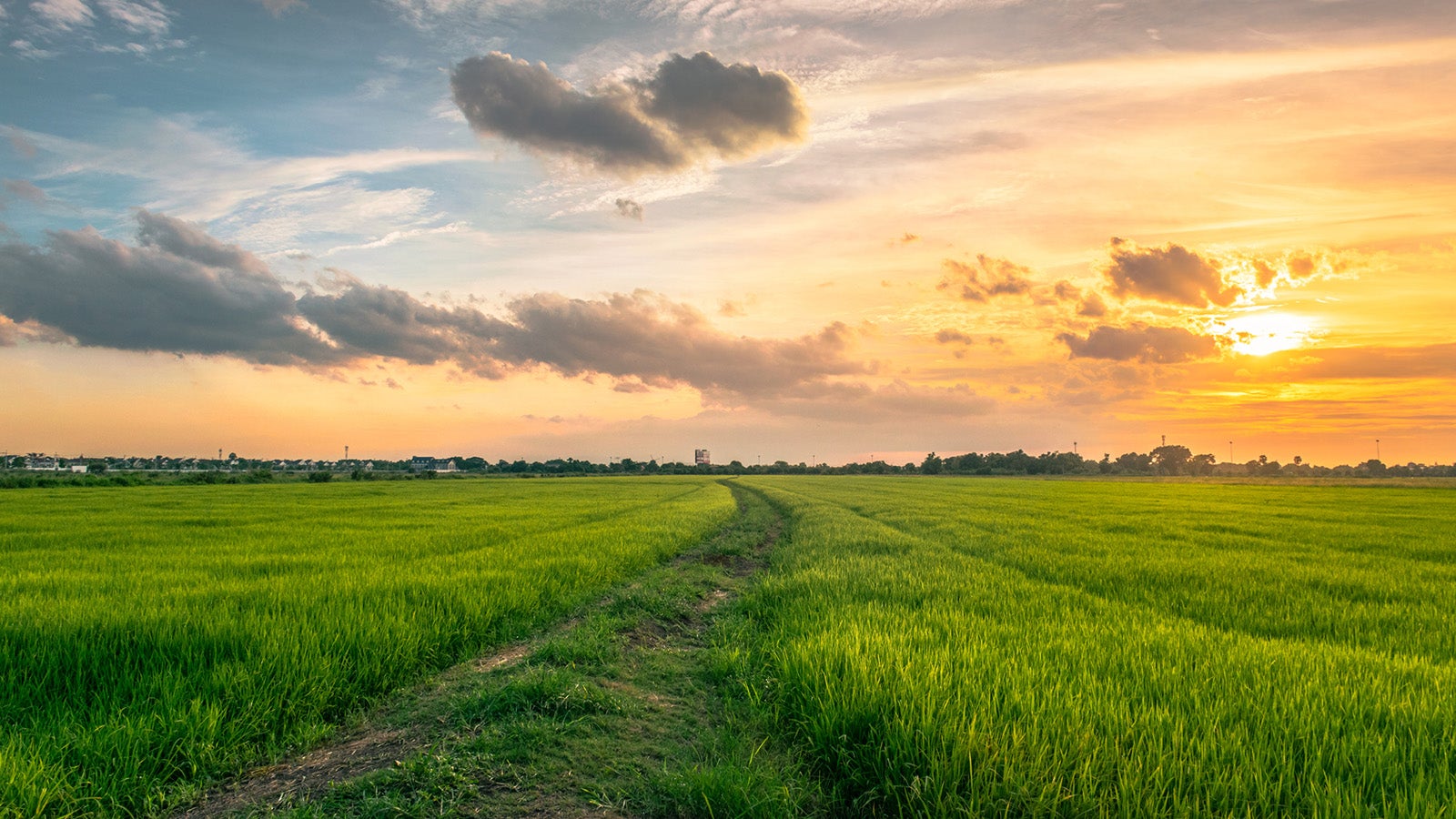 Idyllic View of Rice Fields Against Sky During Sunset, Pathum Trani Province, Thailand, Asia