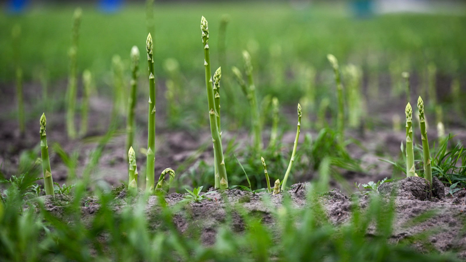 Gr&uuml;ner Spargel w&auml;chst auf einem Spargelfeld. 
