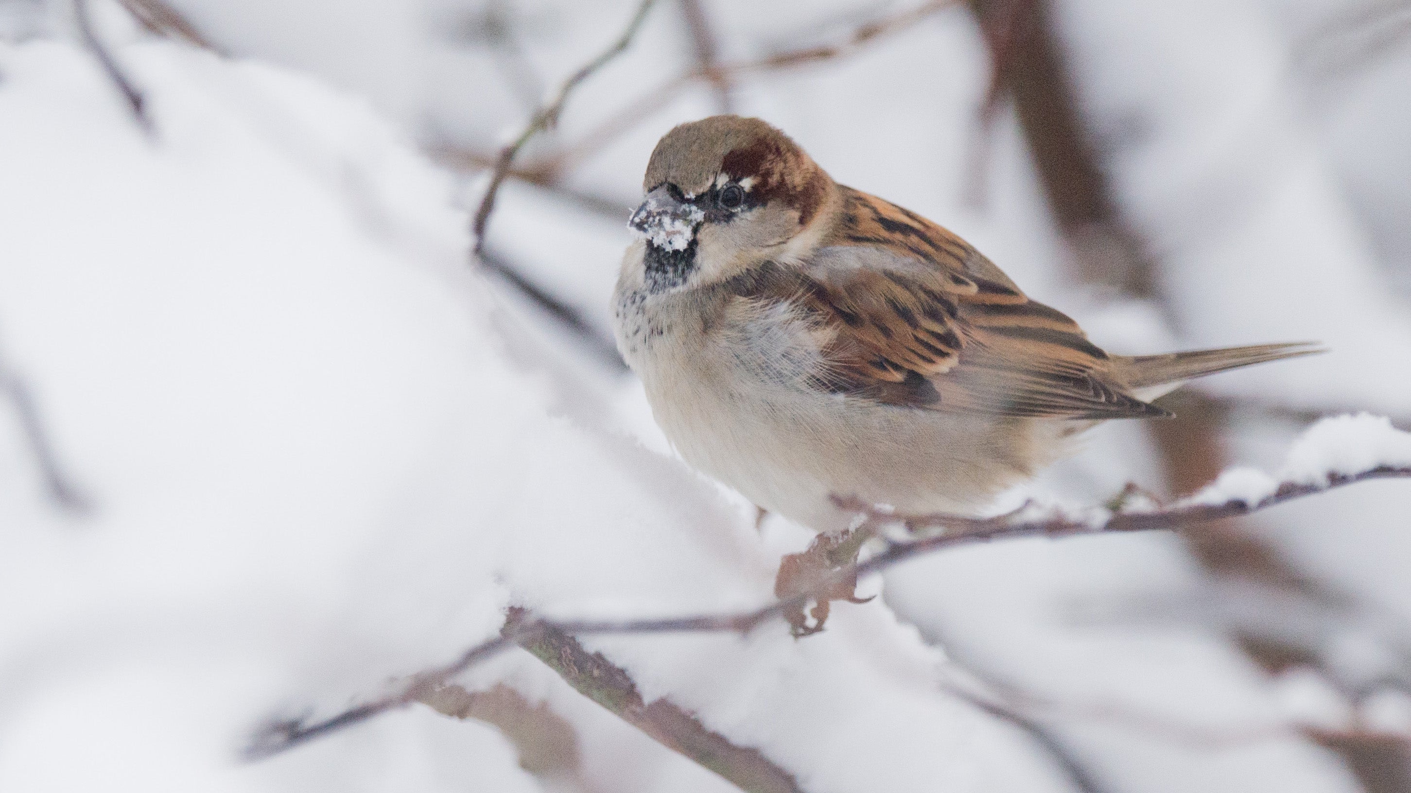 Ein Haussperling sitzt auf einem verschneiten Busch in Sehnde in der Region Hannover. (Julian Stratenschulte/dpa)