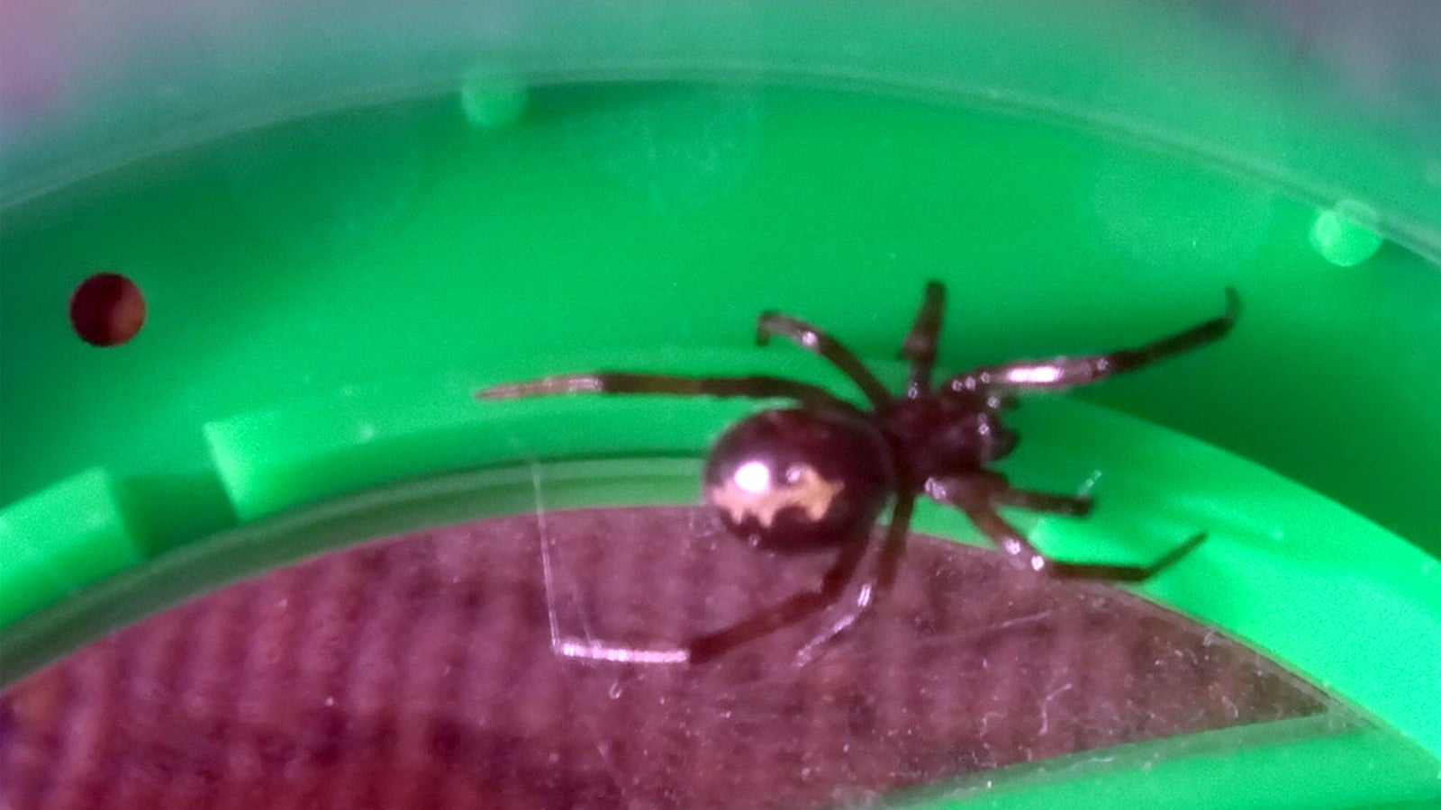 HANDOUT - 29.10.2018, Baden-W&uuml;rttemberg, Mannheim: In einer privaten K&uuml;che wird eine Spinne, die ein Biologe als &laquo;Falsche Witwe&raquo; identifiziert hatte, in einem Beh&auml;lter gefangen. Der Besitzer der K&uuml;che hatte die giftige Spinne, die normalerweise in im Mittelmeerraum ans&auml;ssig ist, an einer Wand entdeckt. (zu dpa: &laquo;Ungebetener Gast - Mann findet &laquo;falsche Witwe&raquo; in der K&uuml;che &raquo; vom 31.10.2018) Foto: Polizei/Polizeipr&auml;sidium Mannheim/dpa - ACHTUNG: Nur zur redaktionellen Verwendung im Zusammenhang mit der aktuellen Berichterstattung und nur mit vollst&auml;ndiger Nennung des vorstehenden Credits +++ dpa-Bildfunk +++