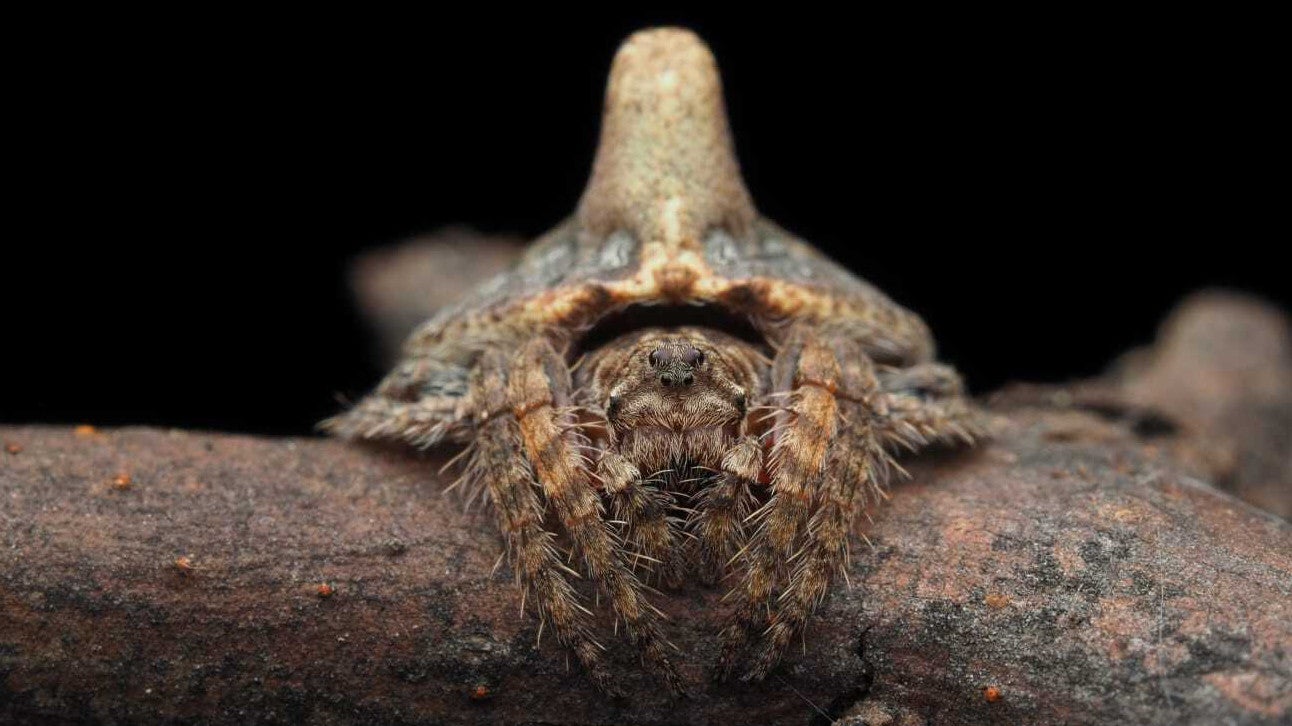 HANDOUT - 16.02.2023, Australien, -: Die undatierte Aufnahme zeigt eine Wickelspinne, die sich als Ast tarnt. Forscher haben bei einer Expedition in den Australischen Alpen die bislang unbekannte Spinnenart entdeckt. (zu dpa &laquo;Expedition entdeckt drei unbekannte Spinnenarten in Australien&raquo;) Foto: J Schubert/AAP/dpa - ACHTUNG: Nur zur redaktionellen Verwendung im Zusammenhang mit der aktuellen Berichterstattung und nur mit vollst&auml;ndiger Nennung des vorstehenden Credits +++ dpa-Bildfunk +++
