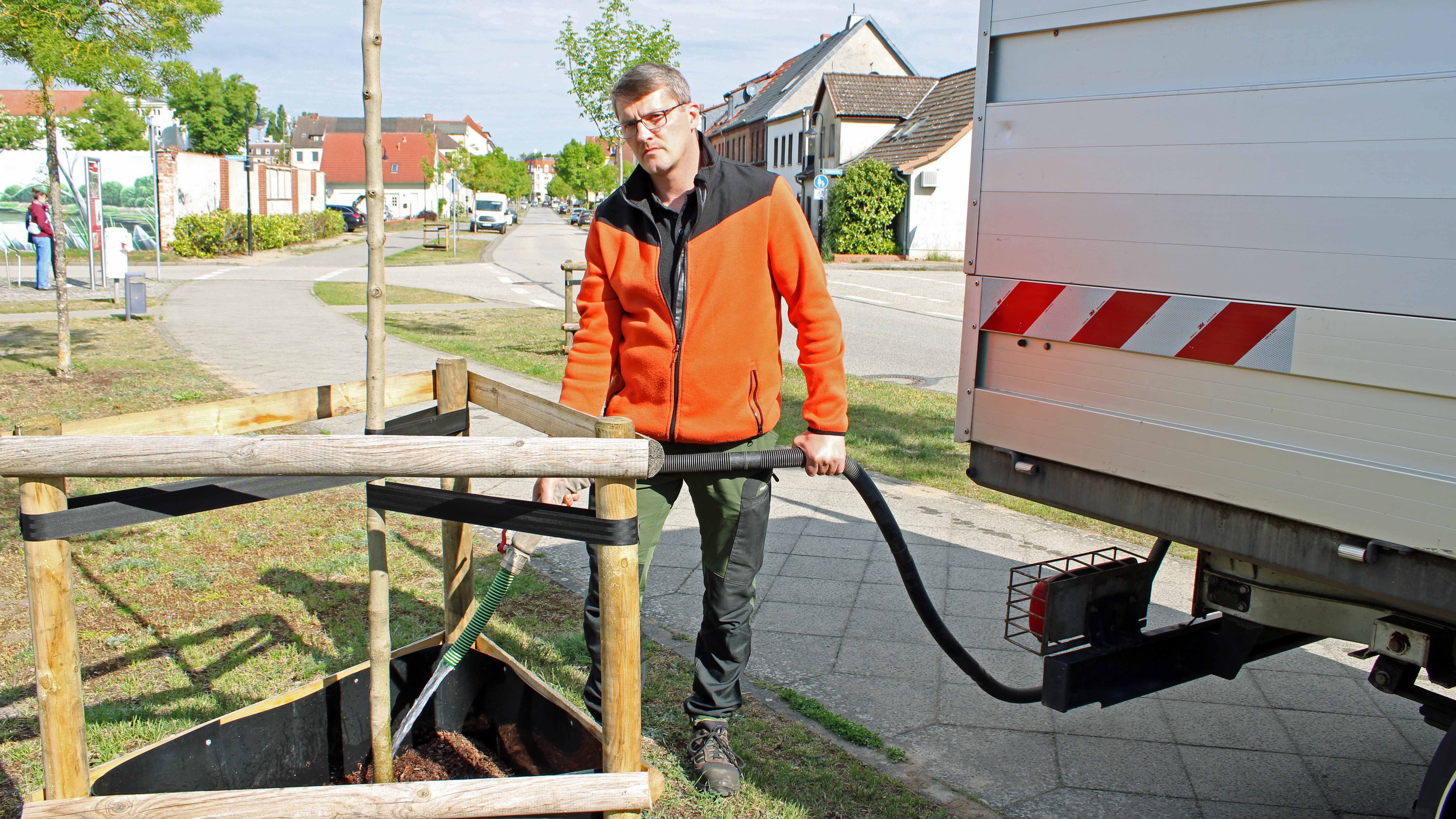 21.05.2025, Brandenburg, Wittenberge: Michael Schmidt vom Betriebshof der Stadt Wittenberge (Landkreis Prignitz) gie&szlig;t einen Baum in einer Stra&szlig;e nahe der Innenstadt. 50 bis 100 Liter Wasser bekommt jeder der d&uuml;nnen B&auml;ume. &Uuml;ber 170-mal im Monat werden in der Stadt die Jungb&auml;ume sowie einzelne &auml;ltere B&auml;ume gew&auml;ssert. (zu dpa: &laquo;Klimastress f&uuml;r Stadtb&auml;ume &ndash; Gie&szlig;en reicht nicht mehr&raquo;) Foto: Oliver Gierens/dpa +++ dpa-Bildfunk +++